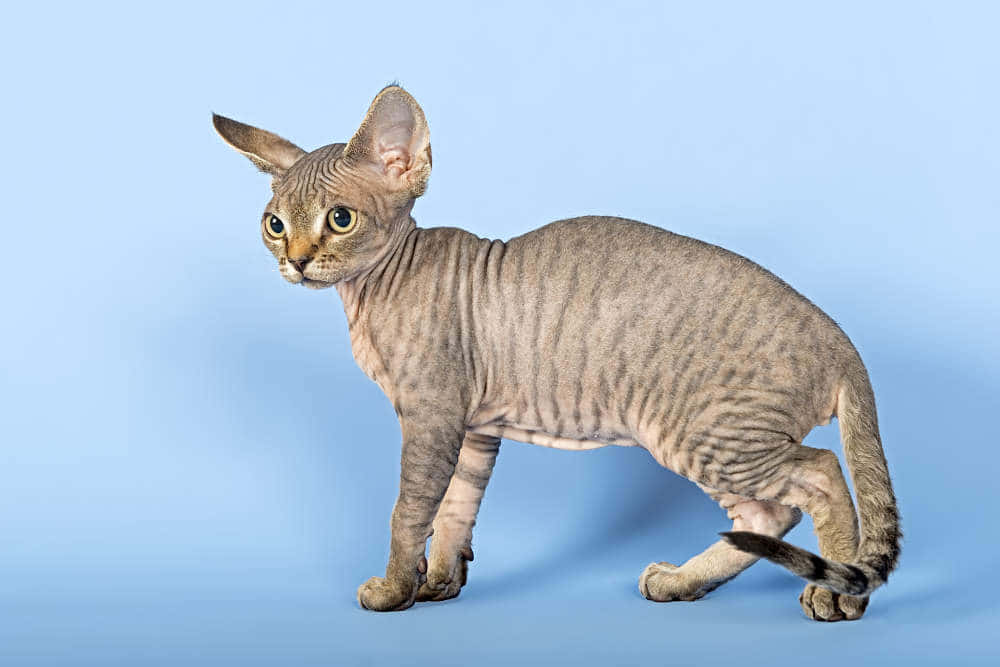 Devon Rex, sleek hairless cat, large ears, SD Desktop Wallpaper