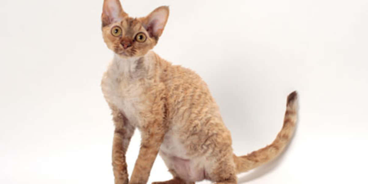 Devon Rex, ginger cat, curly fur, SD Desktop Wallpaper