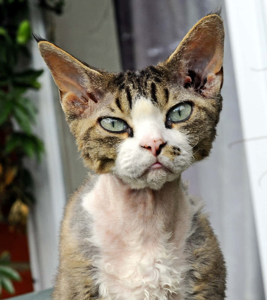 Devon Rex, green eyes, grumpy expression, SD Phone Wallpaper