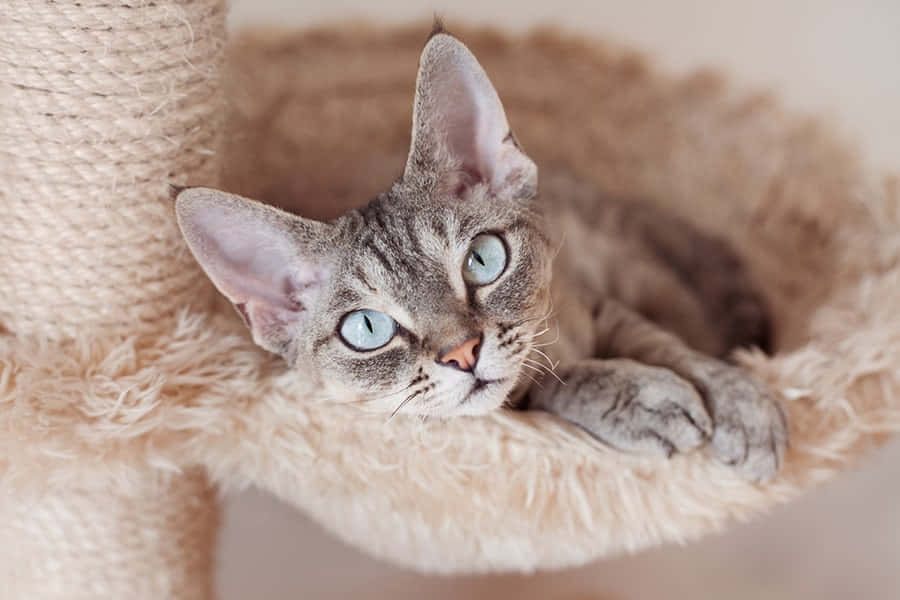 Devon Rex, purple background, large ears, SD Desktop Wallpaper