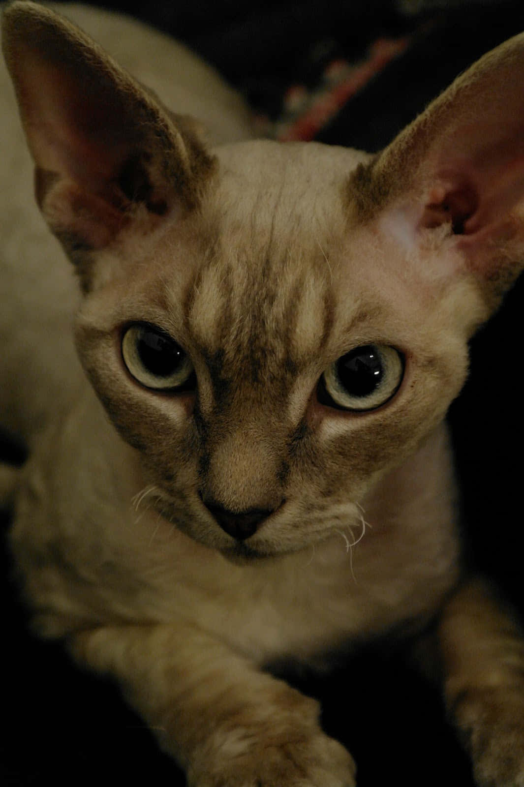 Devon Rex, hairless cat, large ears, HD Phone Wallpaper