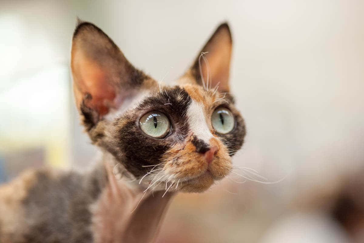 Devon Rex, calico pattern, green eyes, SD Desktop Wallpaper