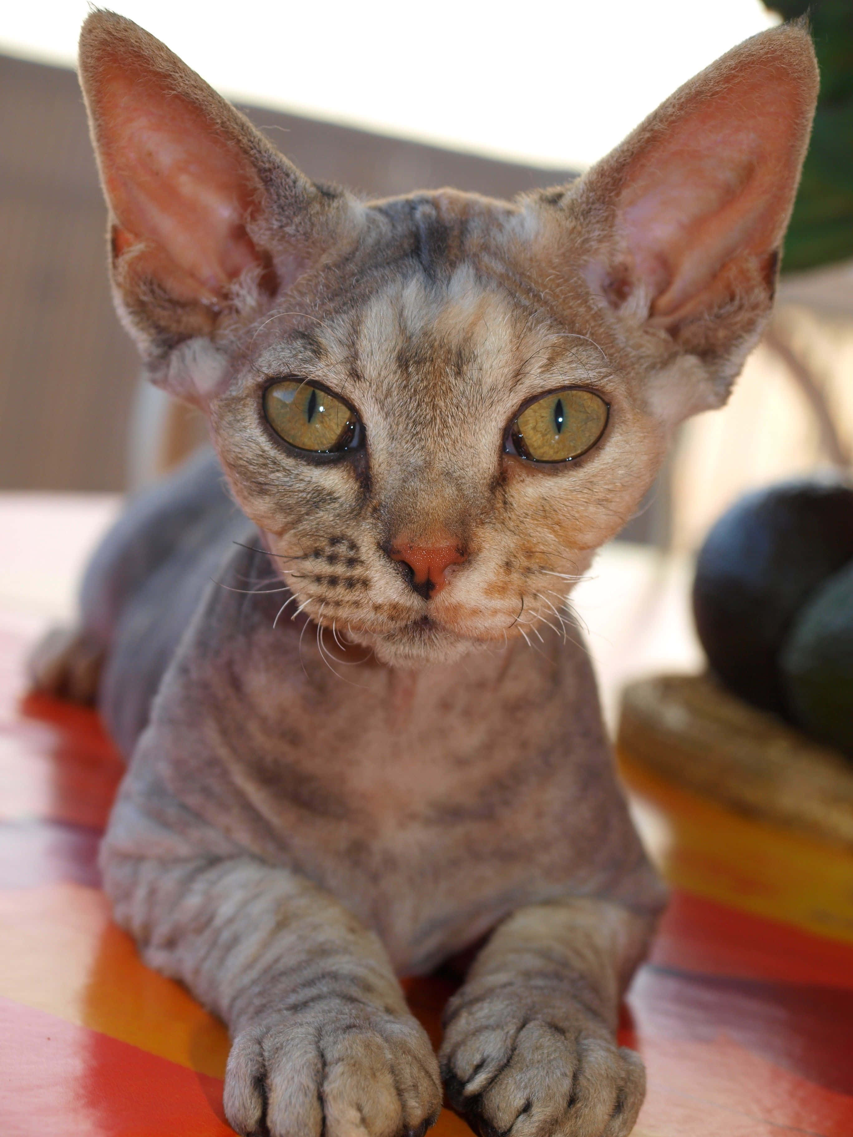 Devon Rex, hairless cat, large ears, 2K Phone Wallpaper