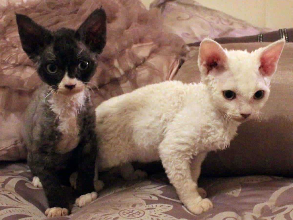 Devon Rex, black, white, SD Desktop Wallpaper