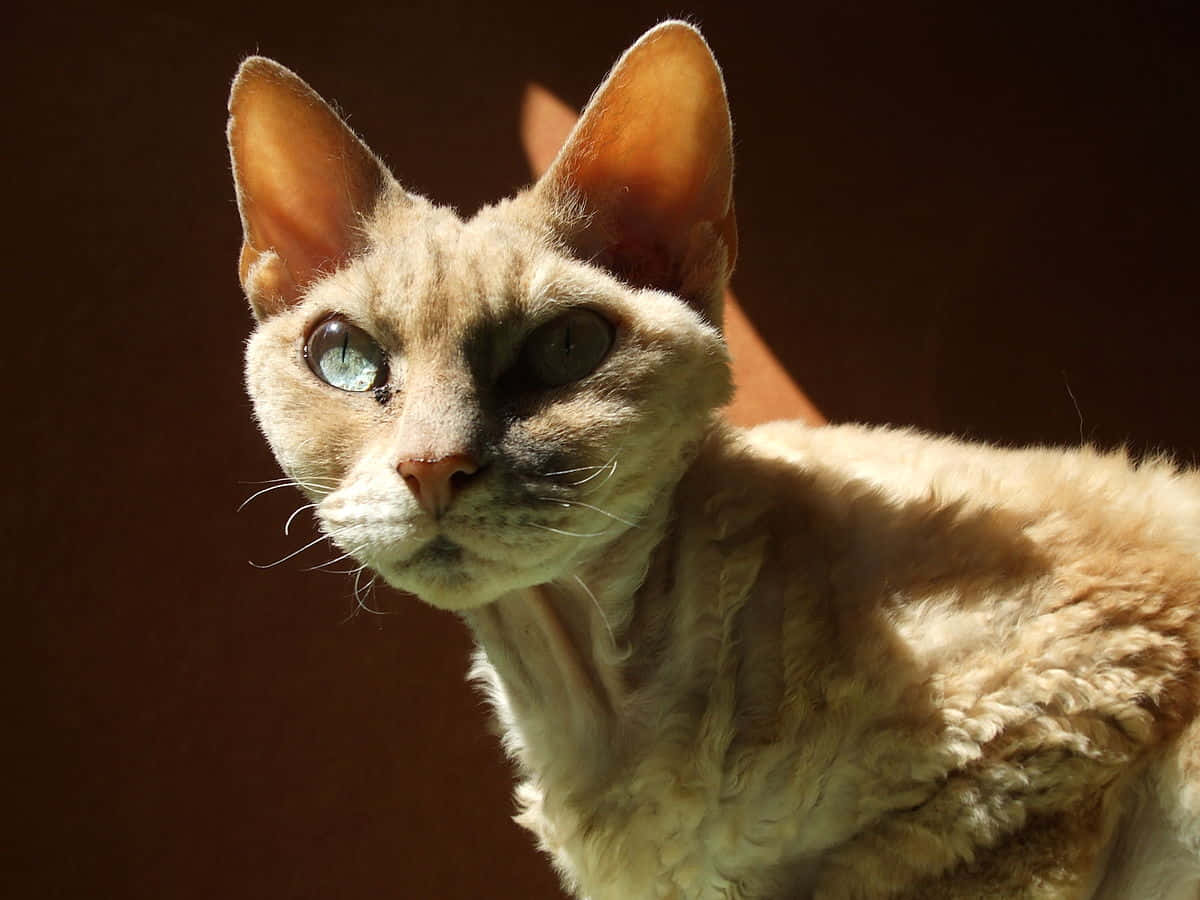 Devon Rex, blue eyes, golden fur, SD Desktop Wallpaper