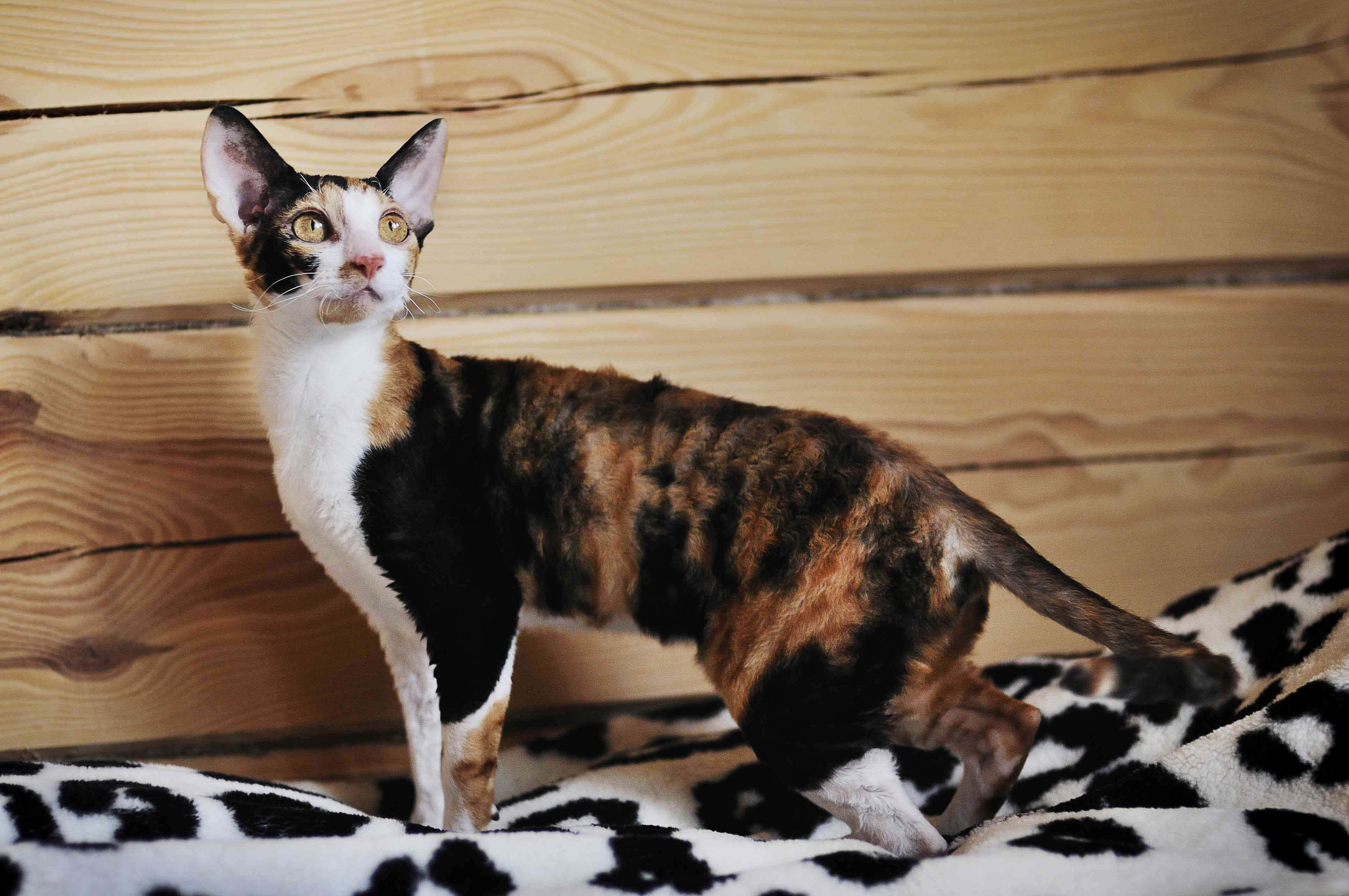 Devon Rex, calico, yellow eyes, 4K Desktop Wallpaper