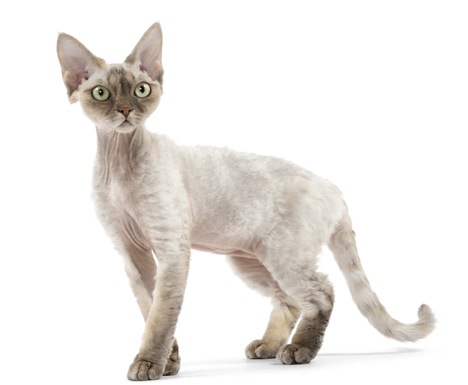 Devon Rex, silver, large ears, HD Desktop Wallpaper