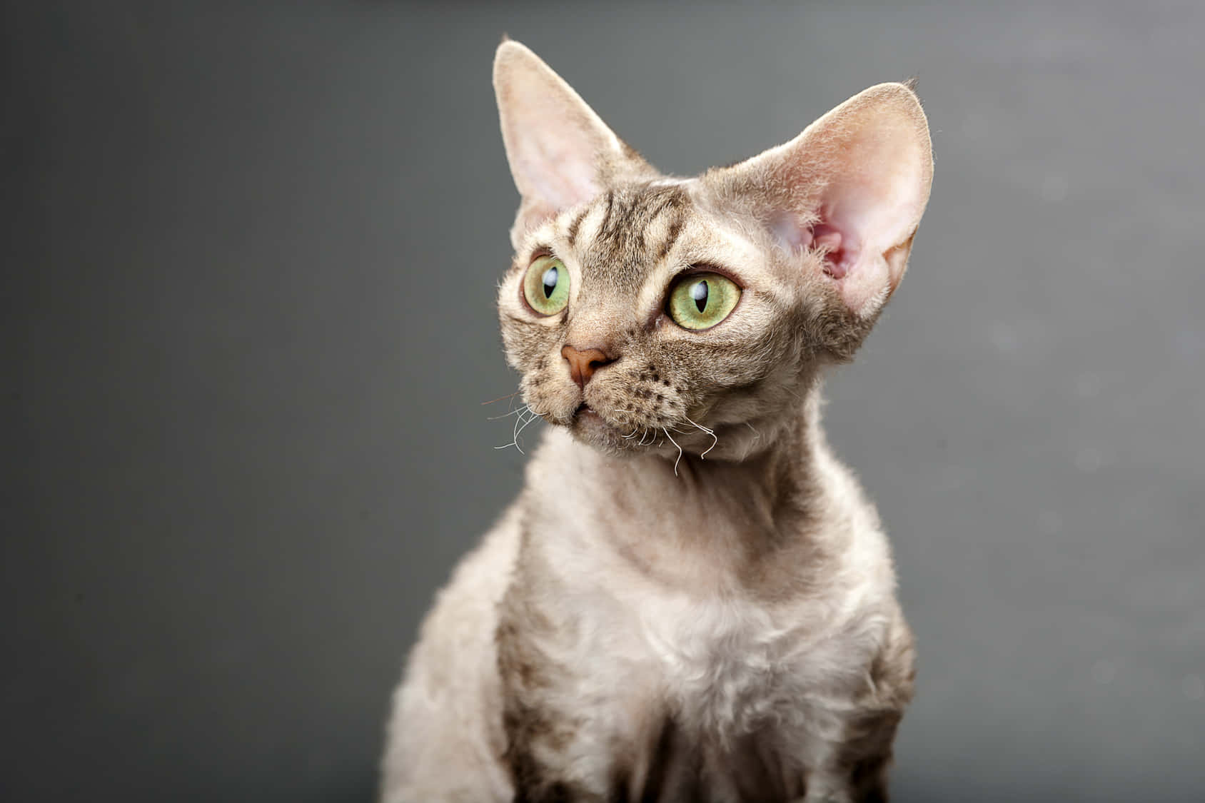 Devon Rex, large ears, green eyes, HD Desktop Wallpaper