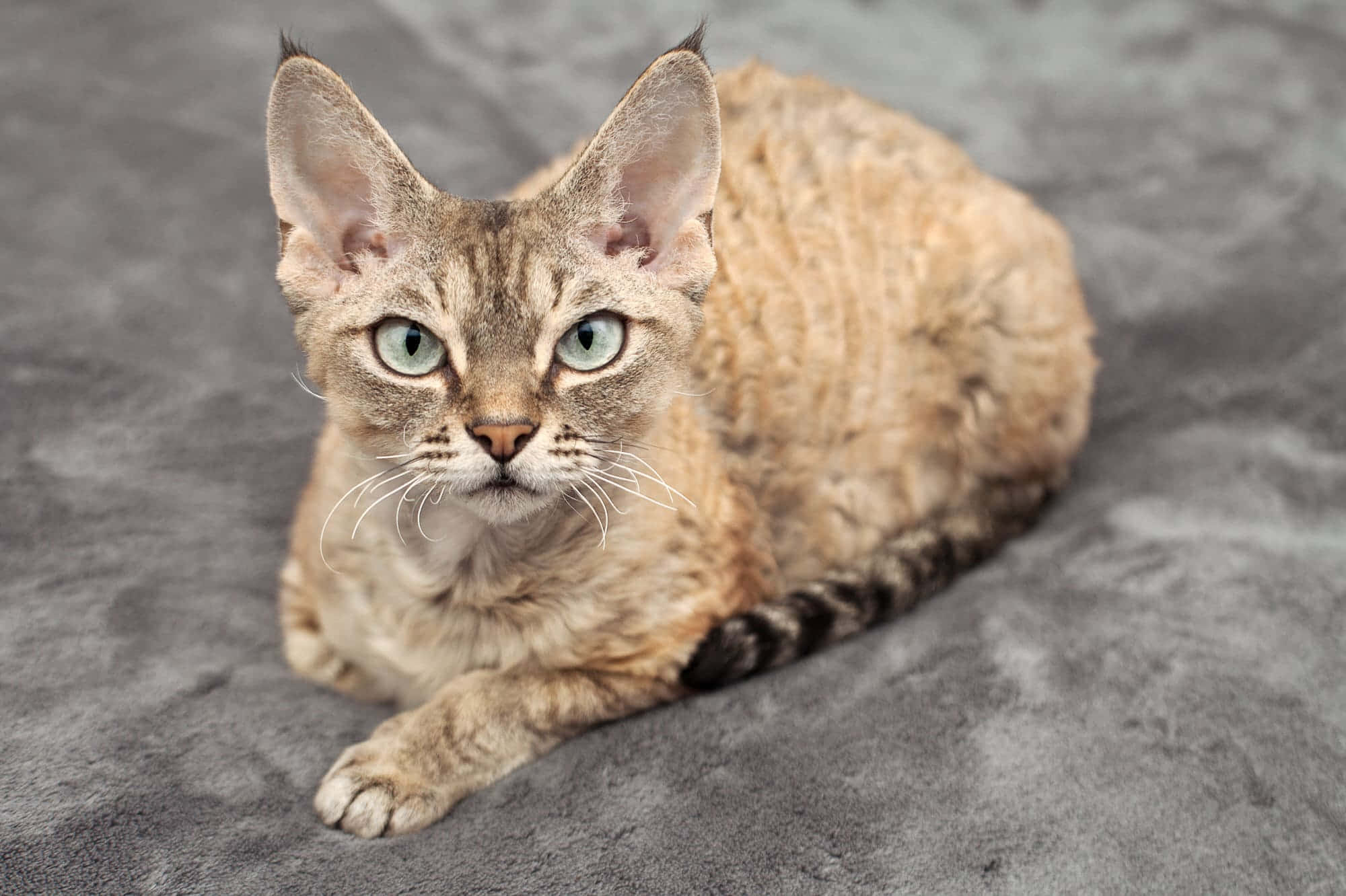 Devon Rex, large ears, striking green eyes, Full HD Desktop Wallpaper