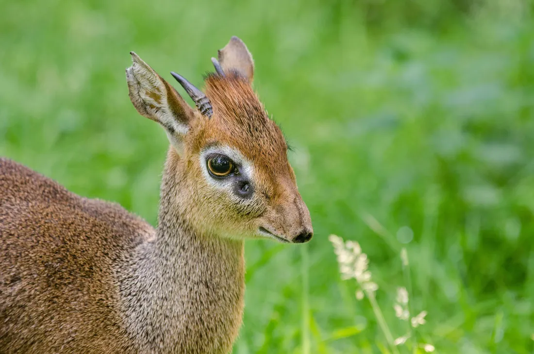 Dik-dik