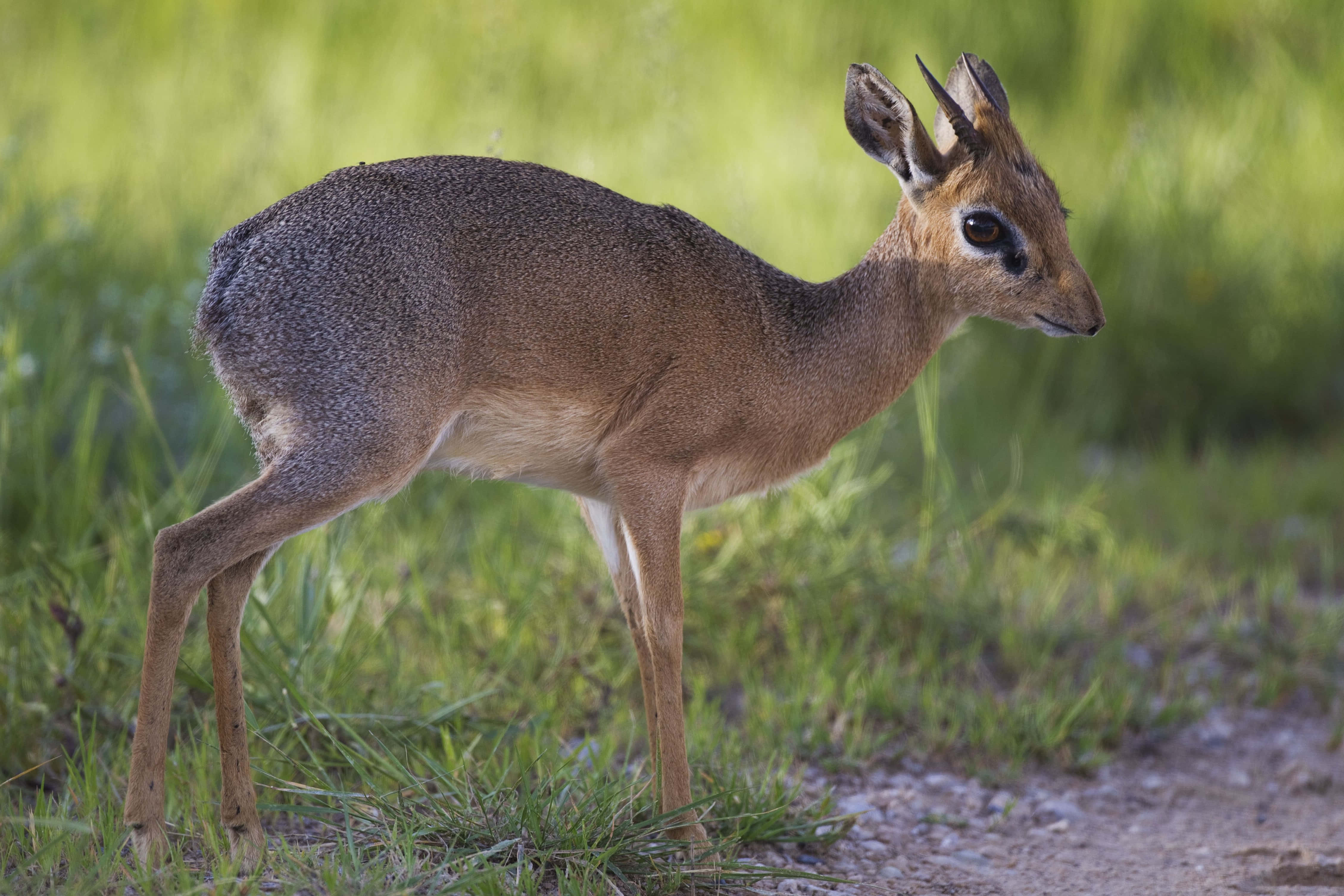 dik-dik, sunlit green grass, blurred background, 4K Desktop Wallpaper