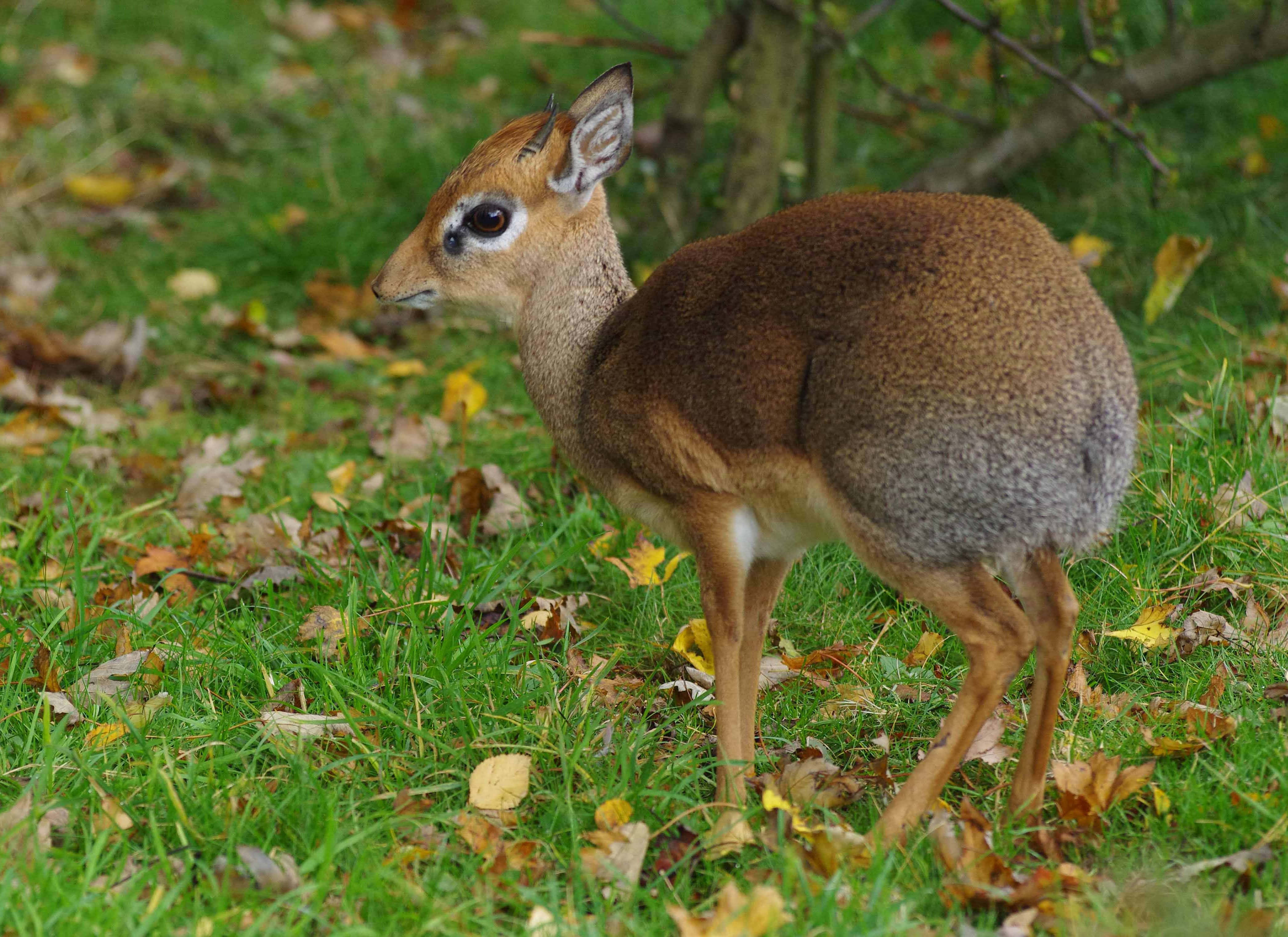 dik-dik, grassy field, autumn leaves, 4K Desktop Wallpaper