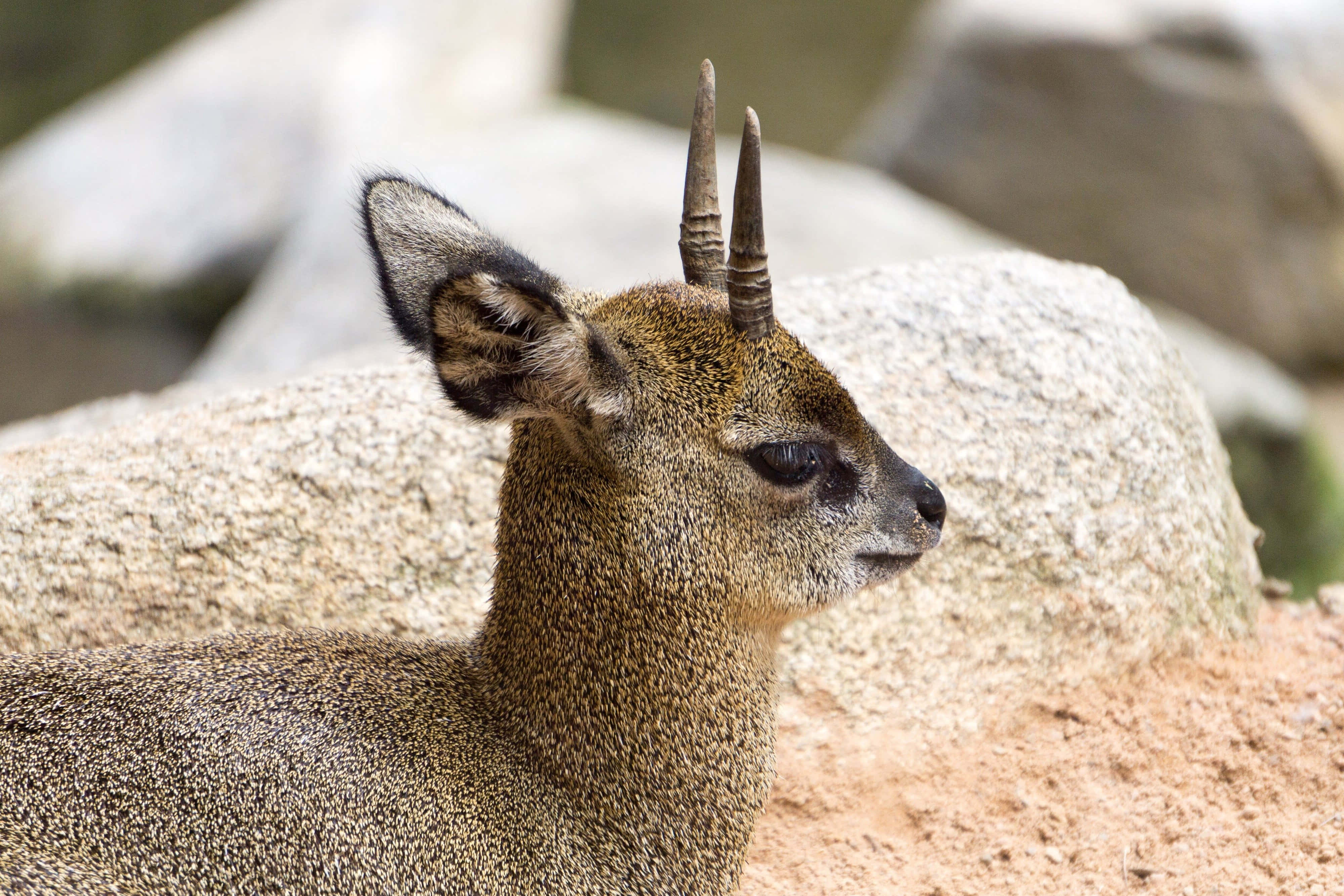 Dik-dik, small antelope, slender horns, 4K Desktop Wallpaper