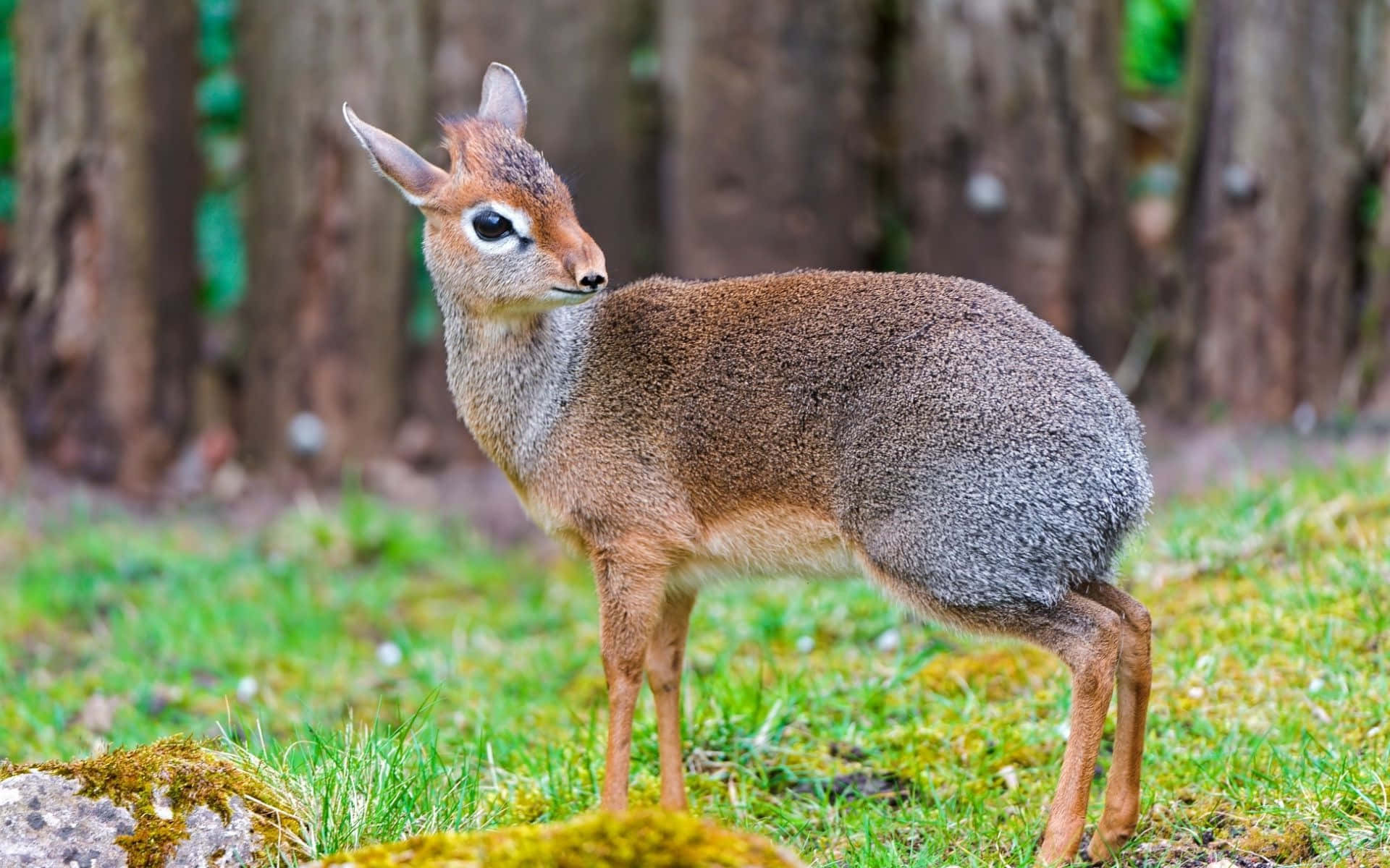 dik-dik, mossy grass, blurred tree trunks, Full HD Desktop Wallpaper