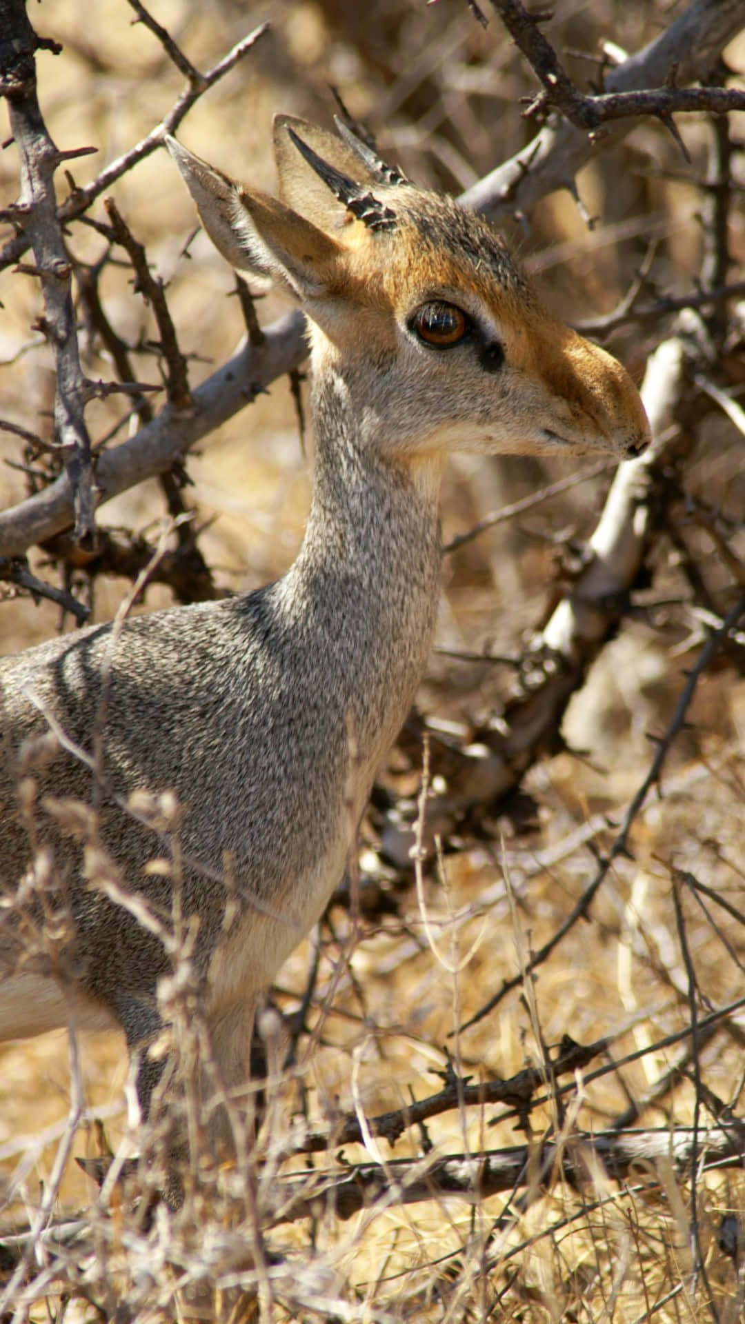 Dikdikin Brush, dik-dik antelope, brown eyes, Full HD Phone Wallpaper