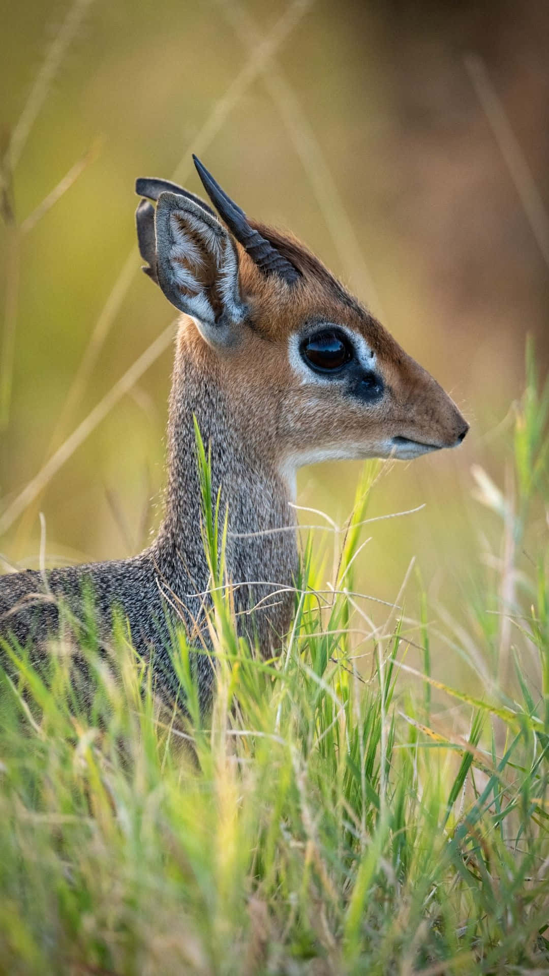 dik-dik, grassland habitat, golden grass, Full HD Phone Wallpaper