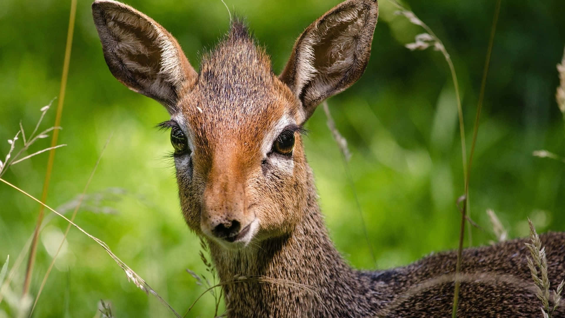 Dik-dik, brown antelope, large ears, Full HD Desktop Wallpaper