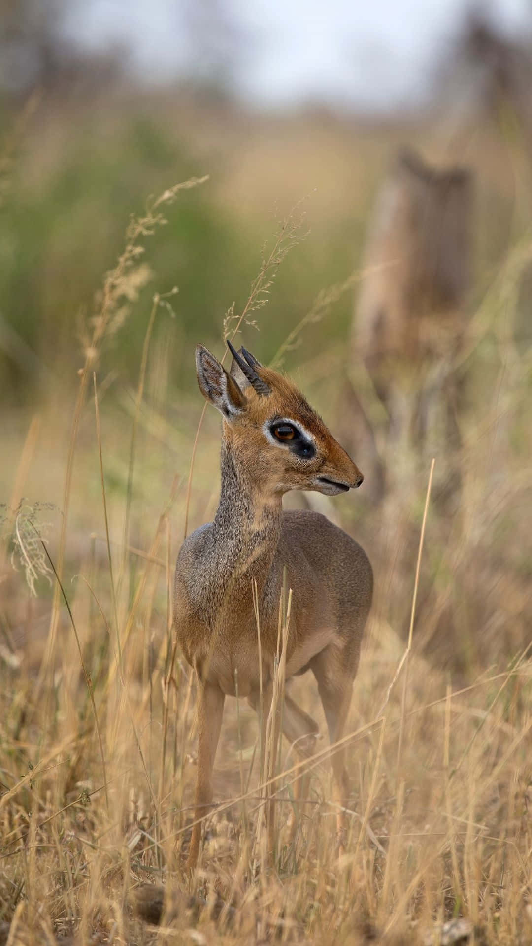 Dik-dik, savanna grass, golden grasses, Full HD Phone Wallpaper