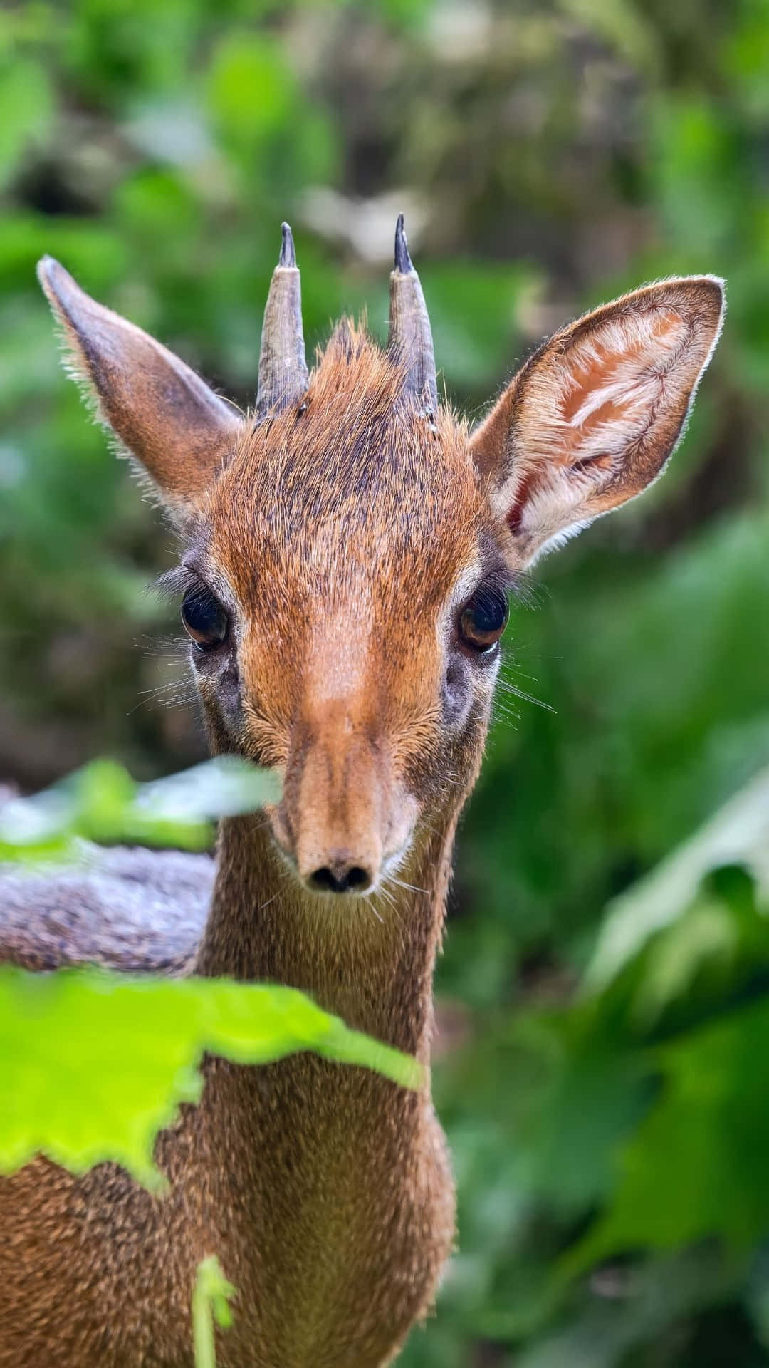 dik-dik, lush green foliage, close-up, Full HD Phone Wallpaper