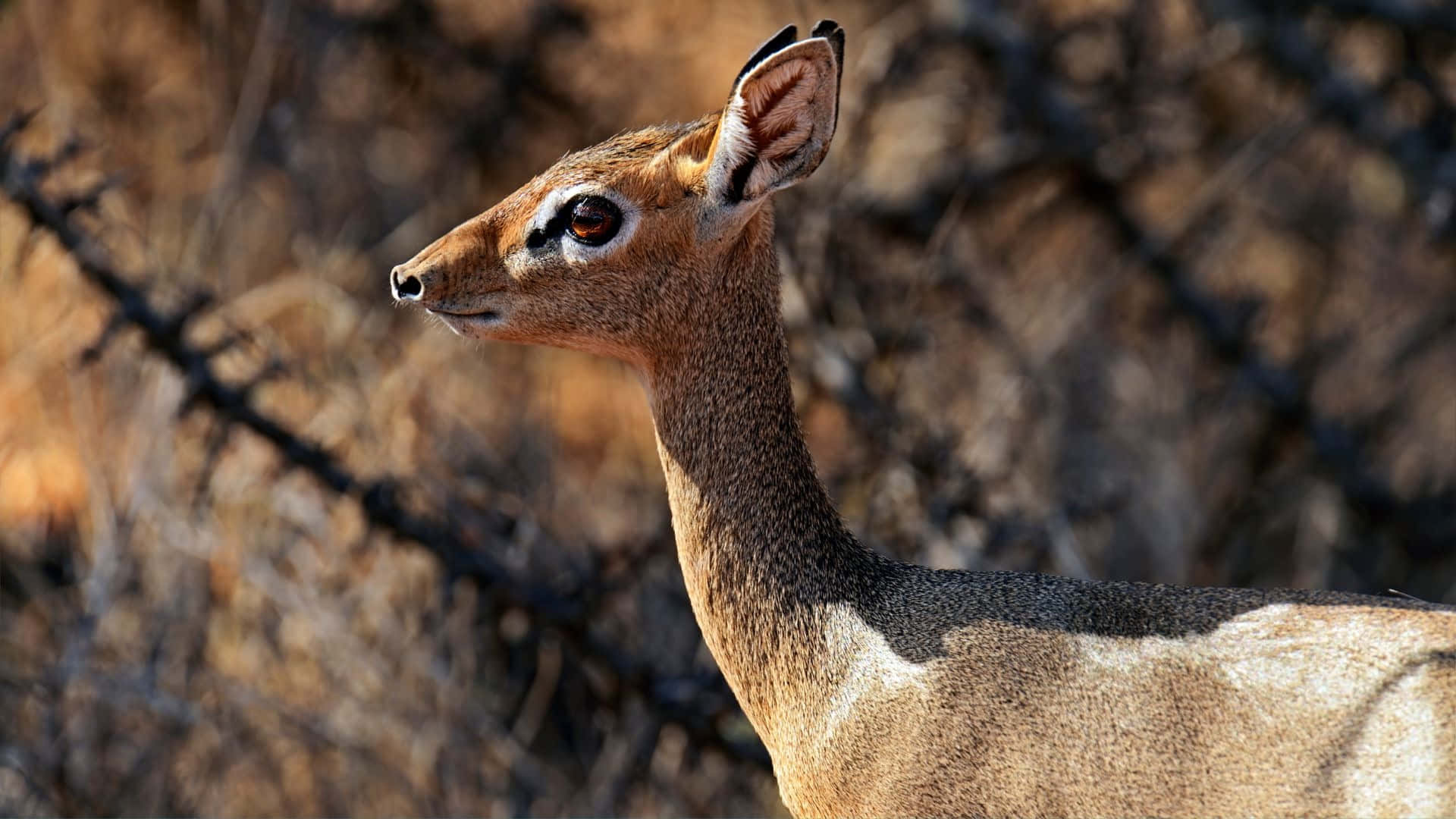 dik-dik, golden savanna, bright sunlight, Full HD Desktop Wallpaper