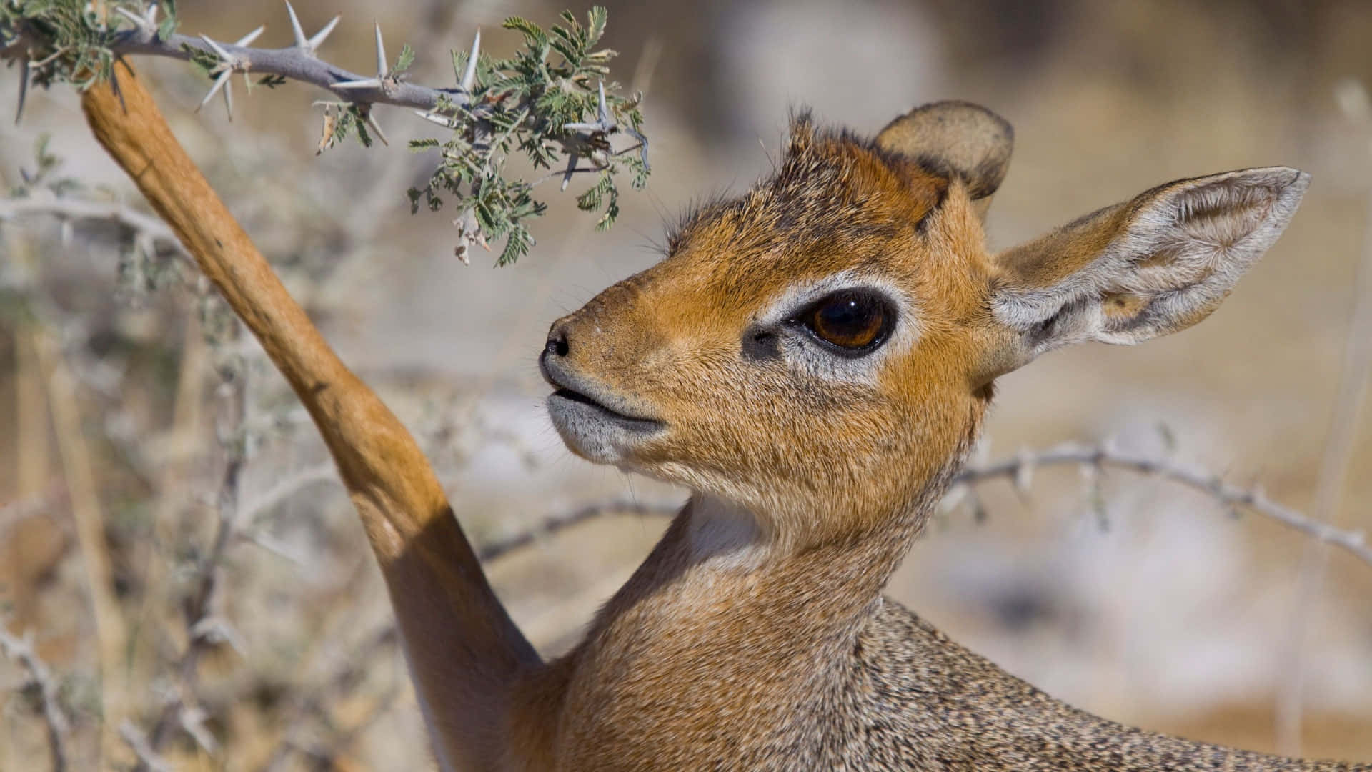 dik-dik, brown dik-dik gazelle, large ears, Full HD Desktop Wallpaper