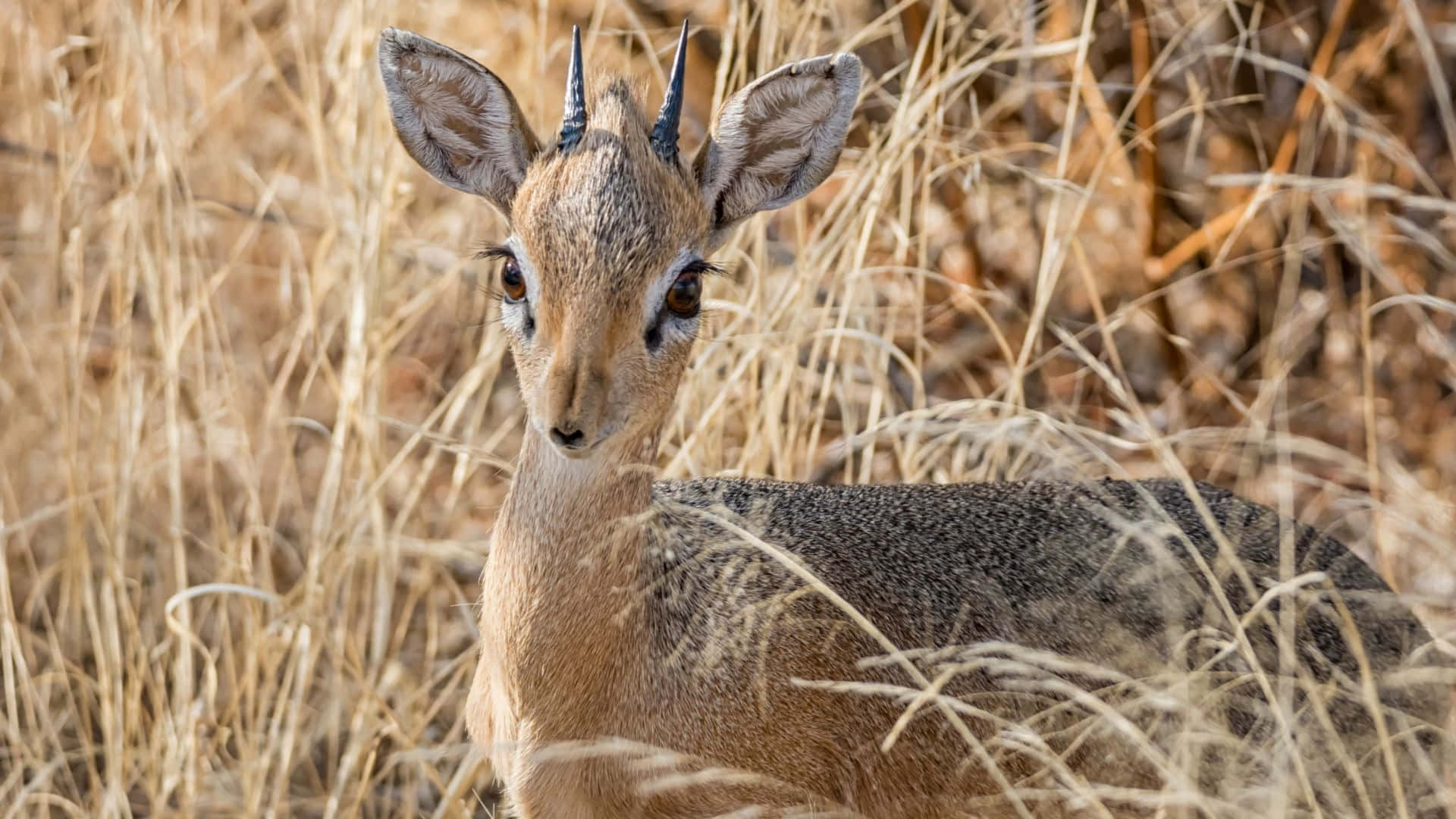 dik-dik, golden grasslands, bright sunlight, Full HD Desktop Wallpaper