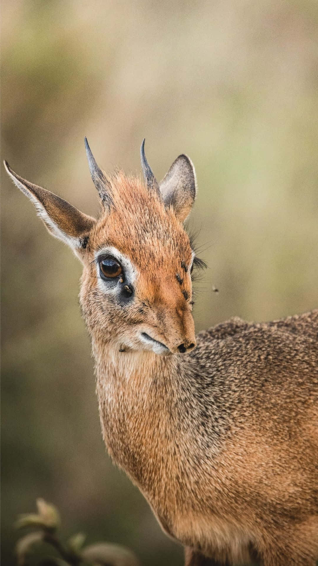 dik-dik, brown, large dark eyes, Full HD Phone Wallpaper