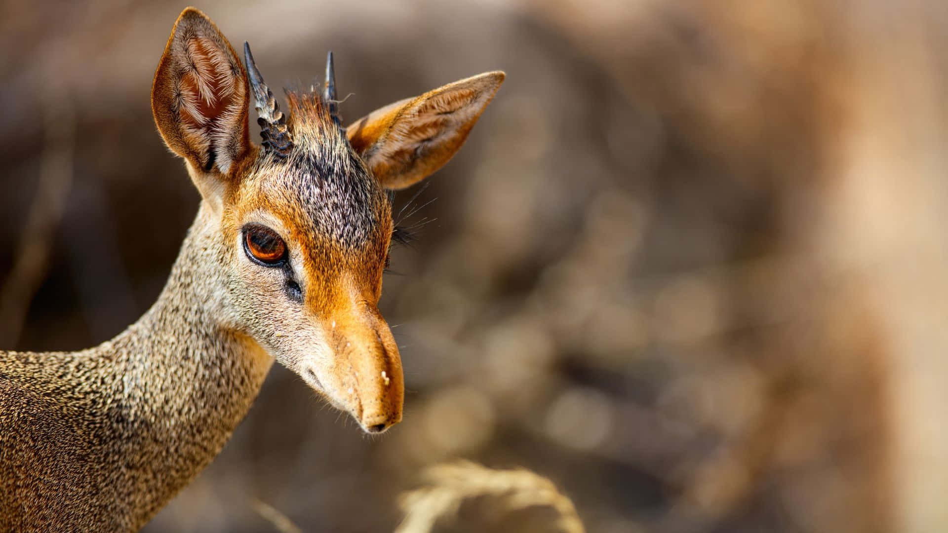 dik-dik, large ears, tiny horns, Full HD Desktop Wallpaper