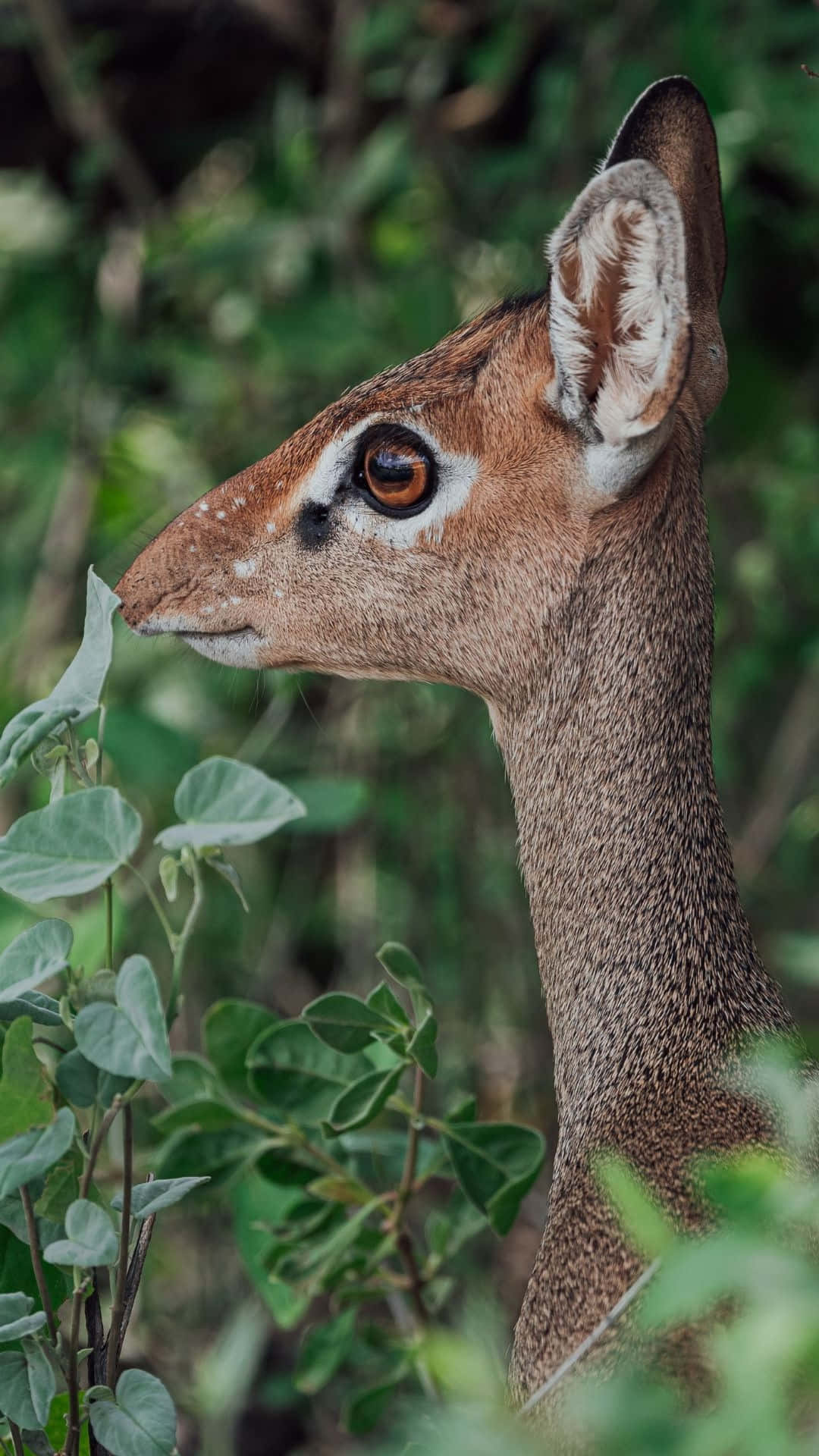 Dik-dik, large ears, amber eyes, Full HD Phone Wallpaper