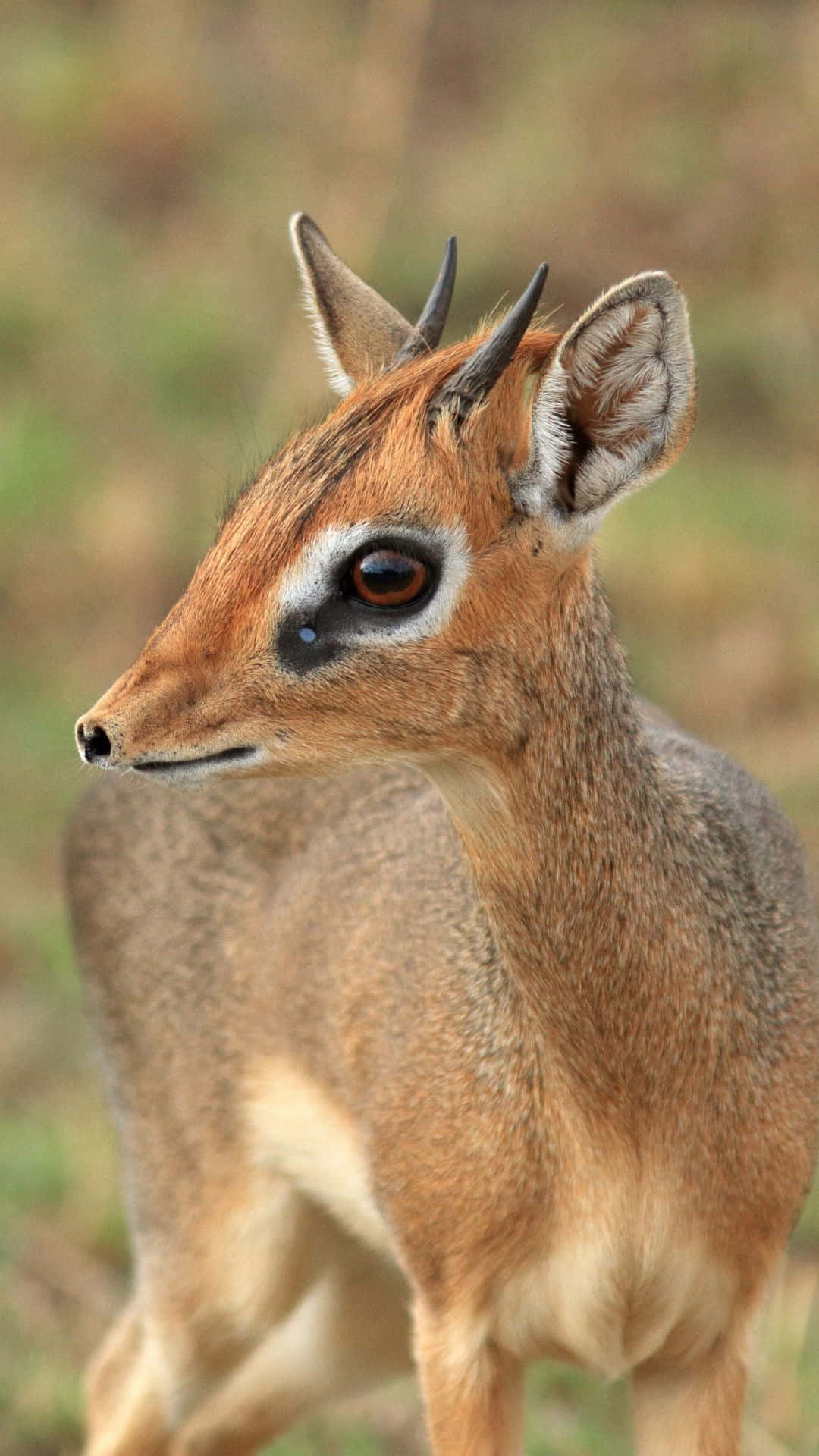 Dik-dik, natural habitat, close-up, Full HD Phone Wallpaper