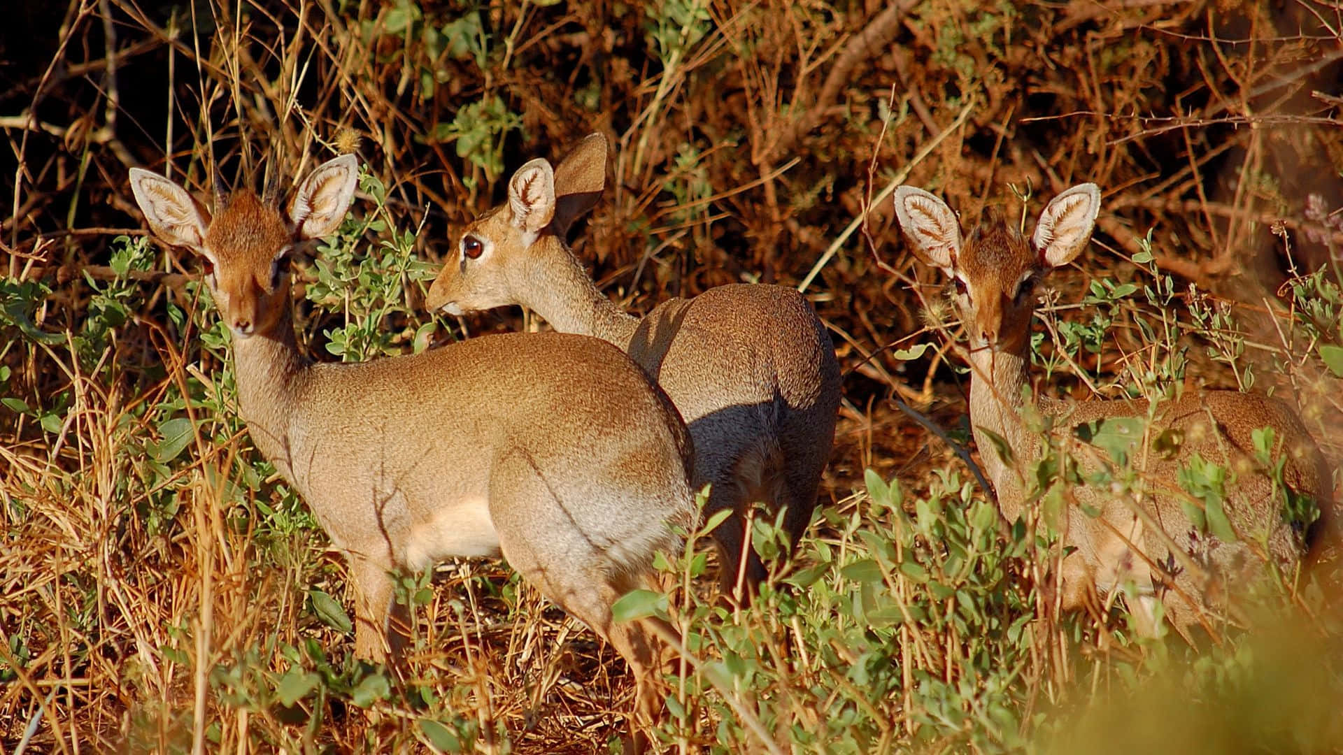 dik-dik, brown, dry grass, Full HD Desktop Wallpaper