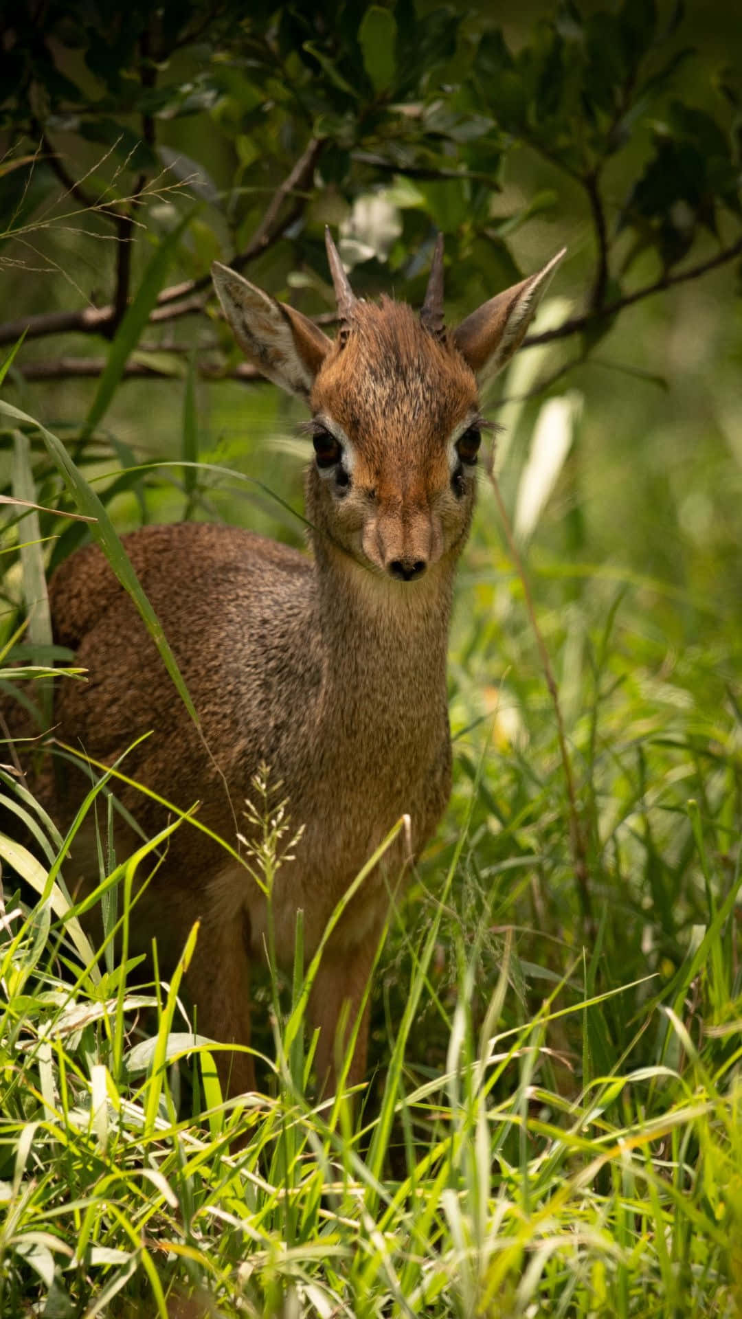 dik-dik, vibrant green grass, leafy trees, Full HD Phone Wallpaper