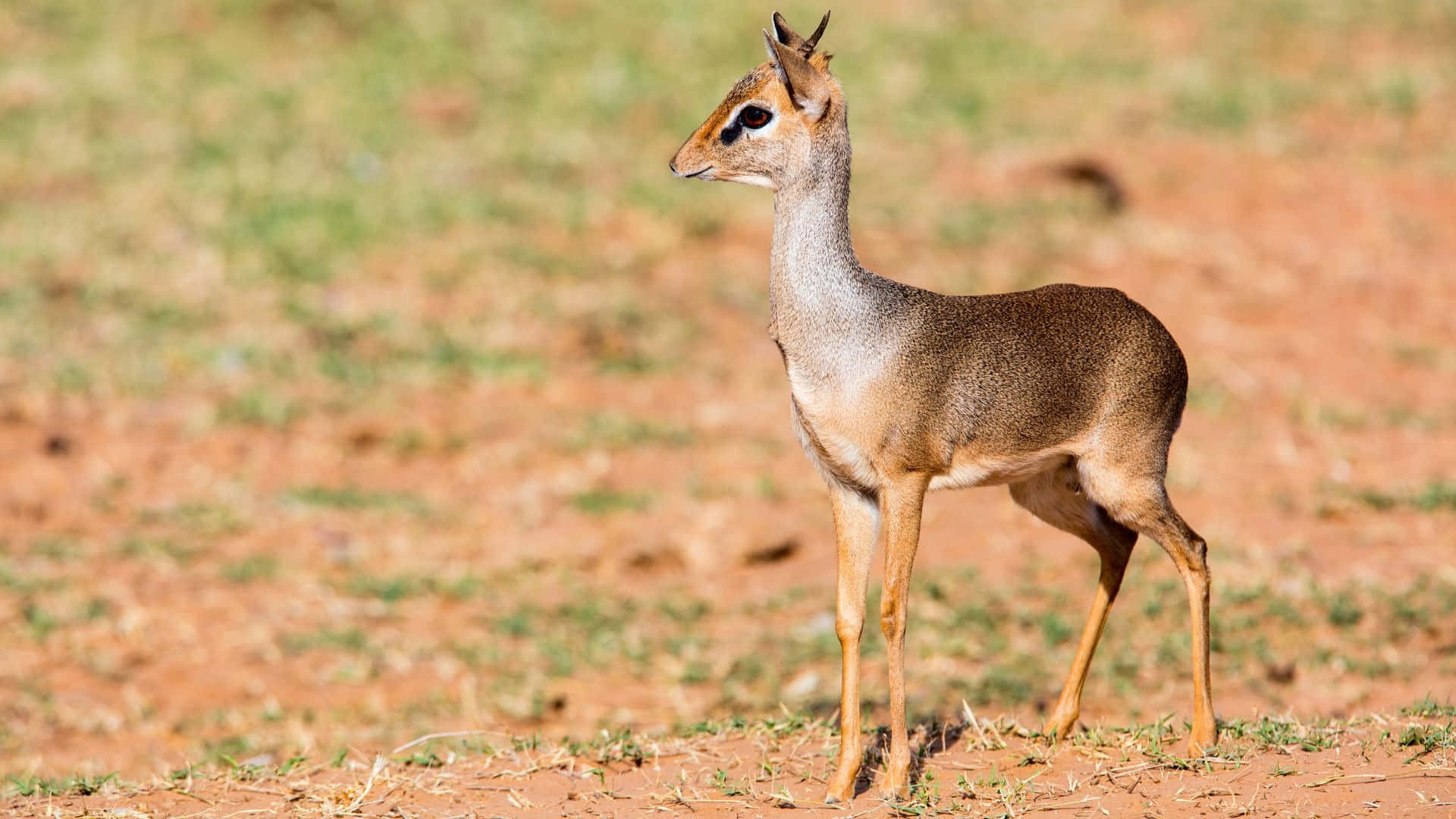 dik-dik, dry reddish earth, sparse green grass, Full HD Desktop Wallpaper