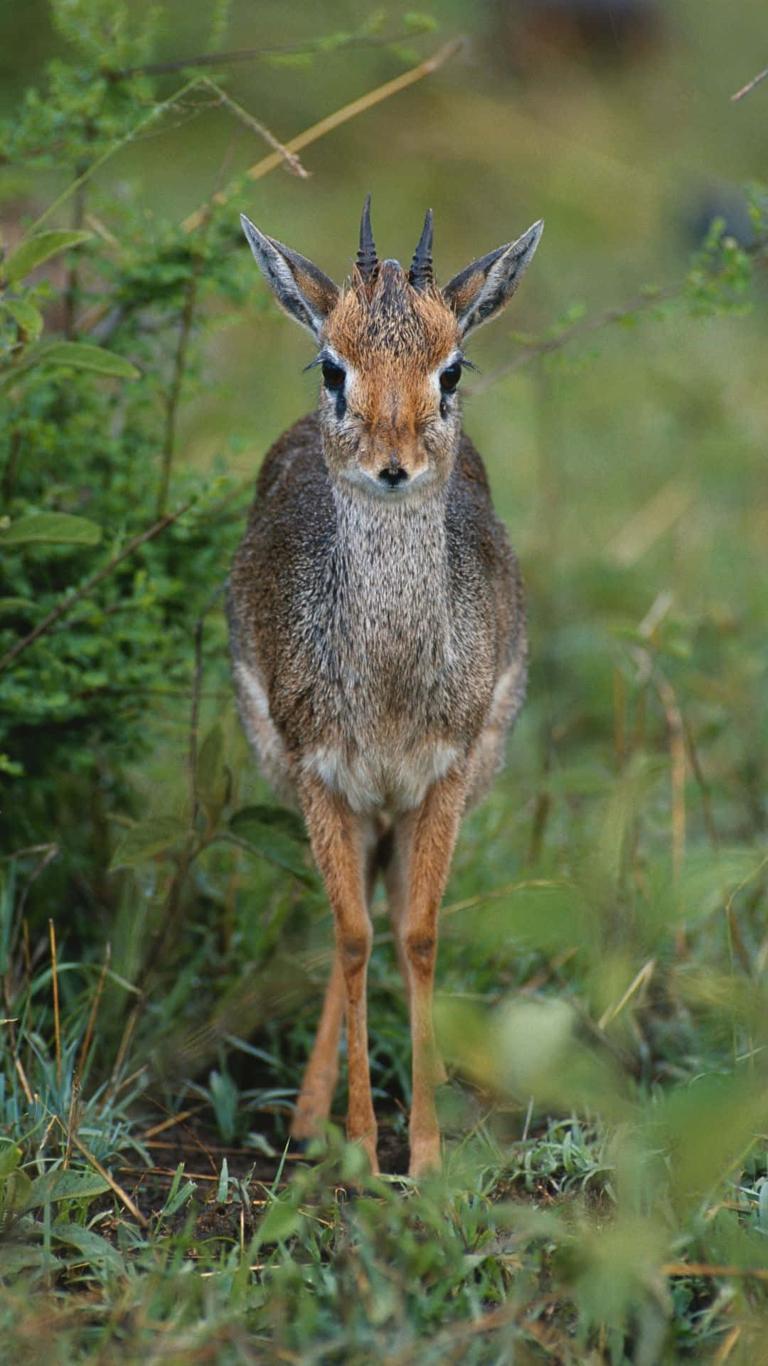 dik-dik, grassland, lush green grass, Full HD Phone Wallpaper