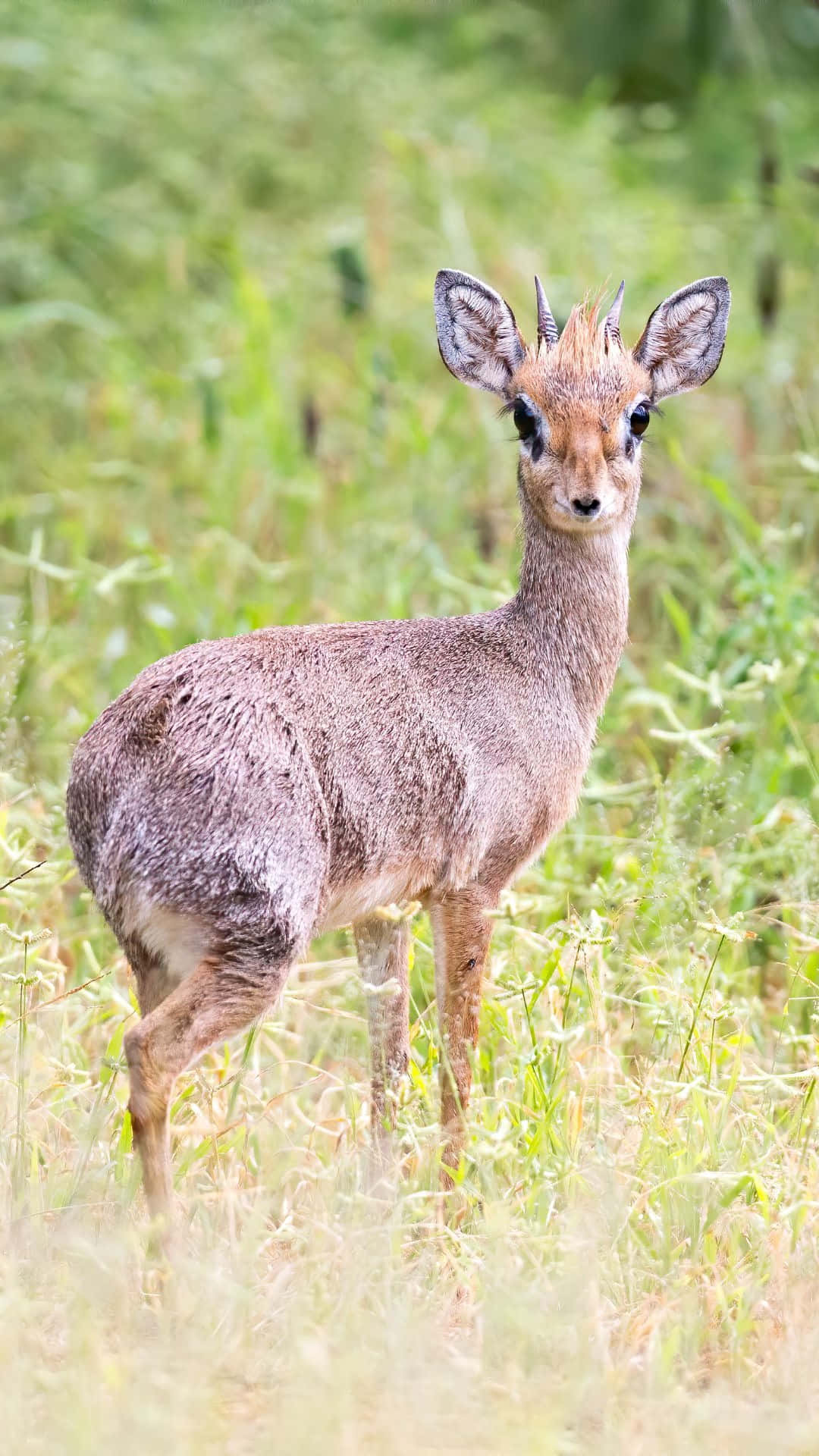 dik-dik, grassland, tall green grass, Full HD Phone Wallpaper