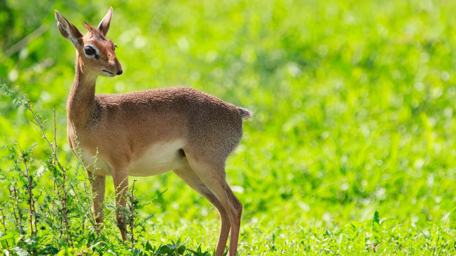 dik-dik, vibrant green grass, bright sunlight, Full HD Desktop Wallpaper