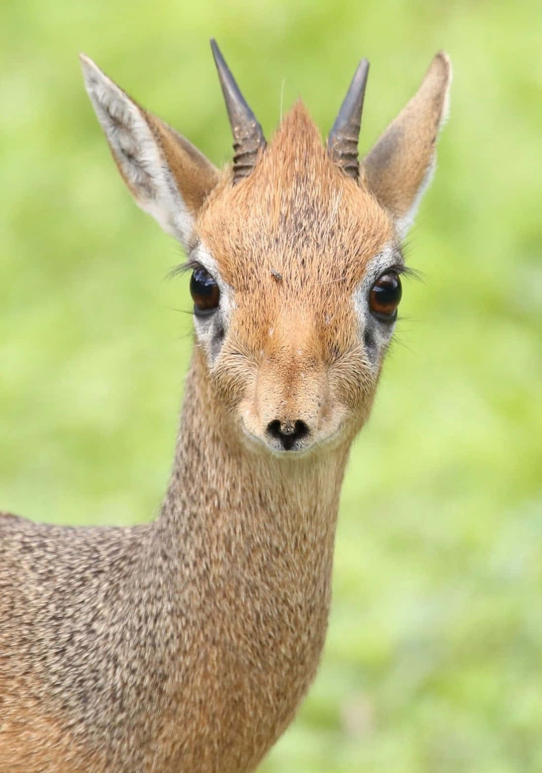 dik-dik, large dark eyes, small horns, HD Phone Wallpaper