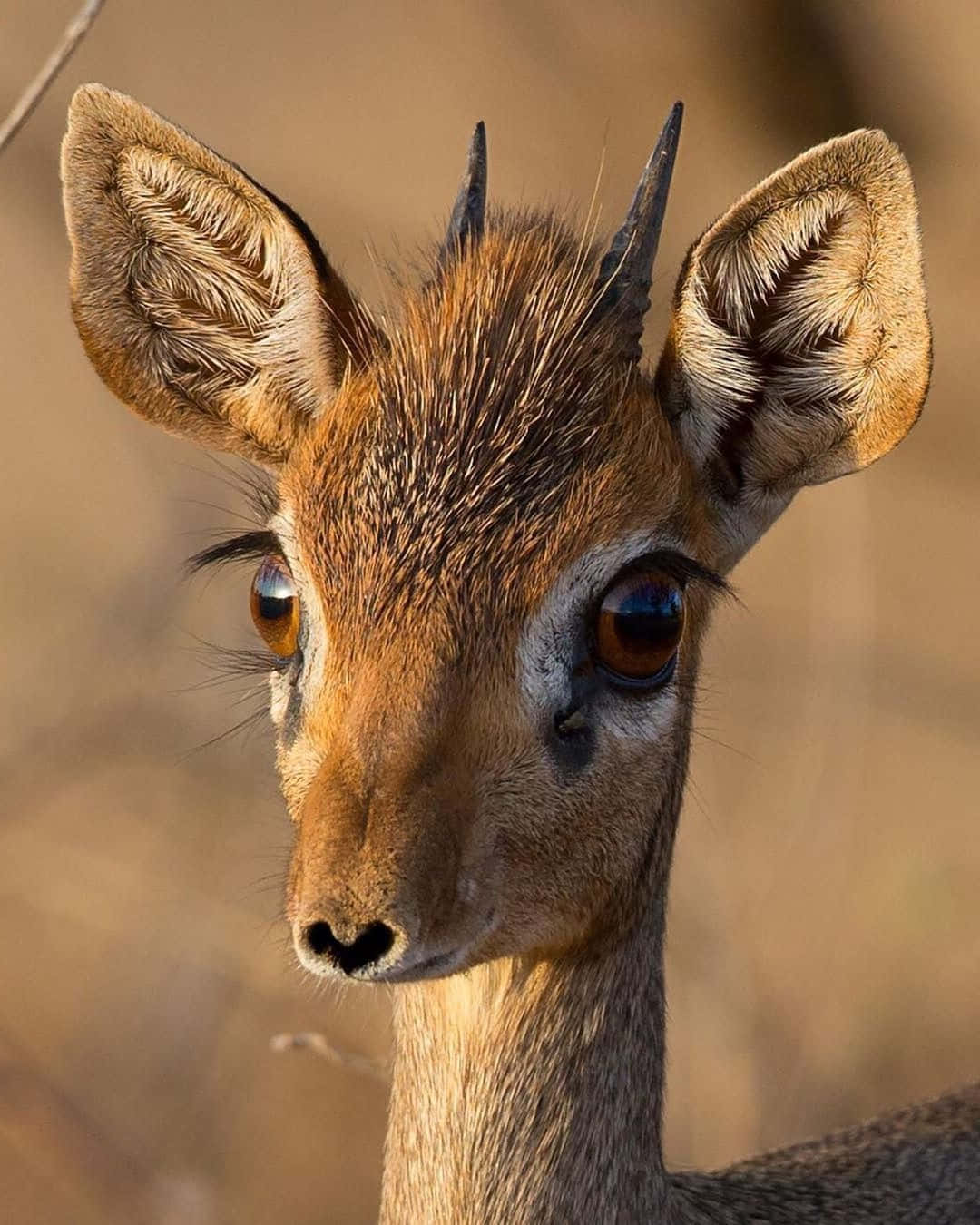 dik-dik, sunlight, golden background, HD Phone Wallpaper