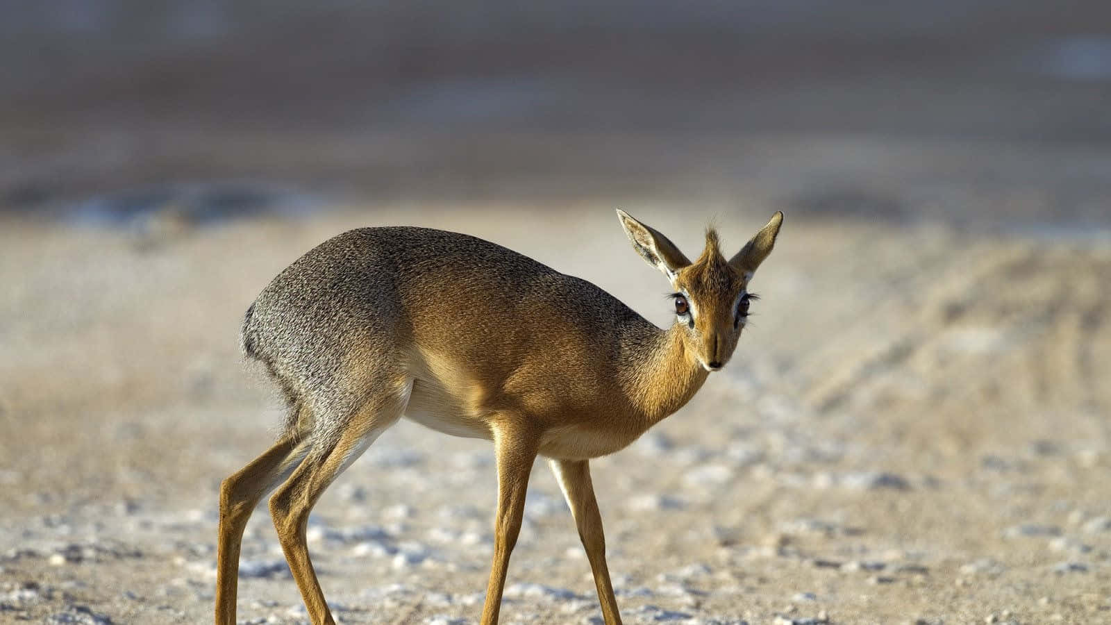 dik-dik, arid sandy ground, bright daylight, HD Desktop Wallpaper