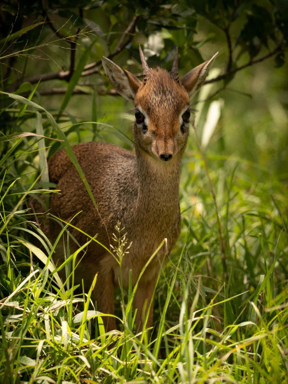 dik-dik, natural habitat, brown, HD Phone Wallpaper