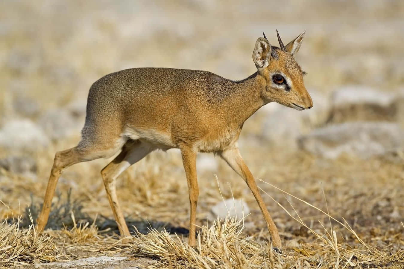 dik-dik, dry grass, rocky background, HD Desktop Wallpaper