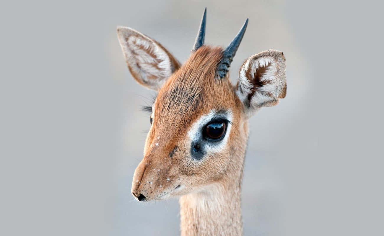 dik-dik, large dark eyes, delicate horns, HD Desktop Wallpaper