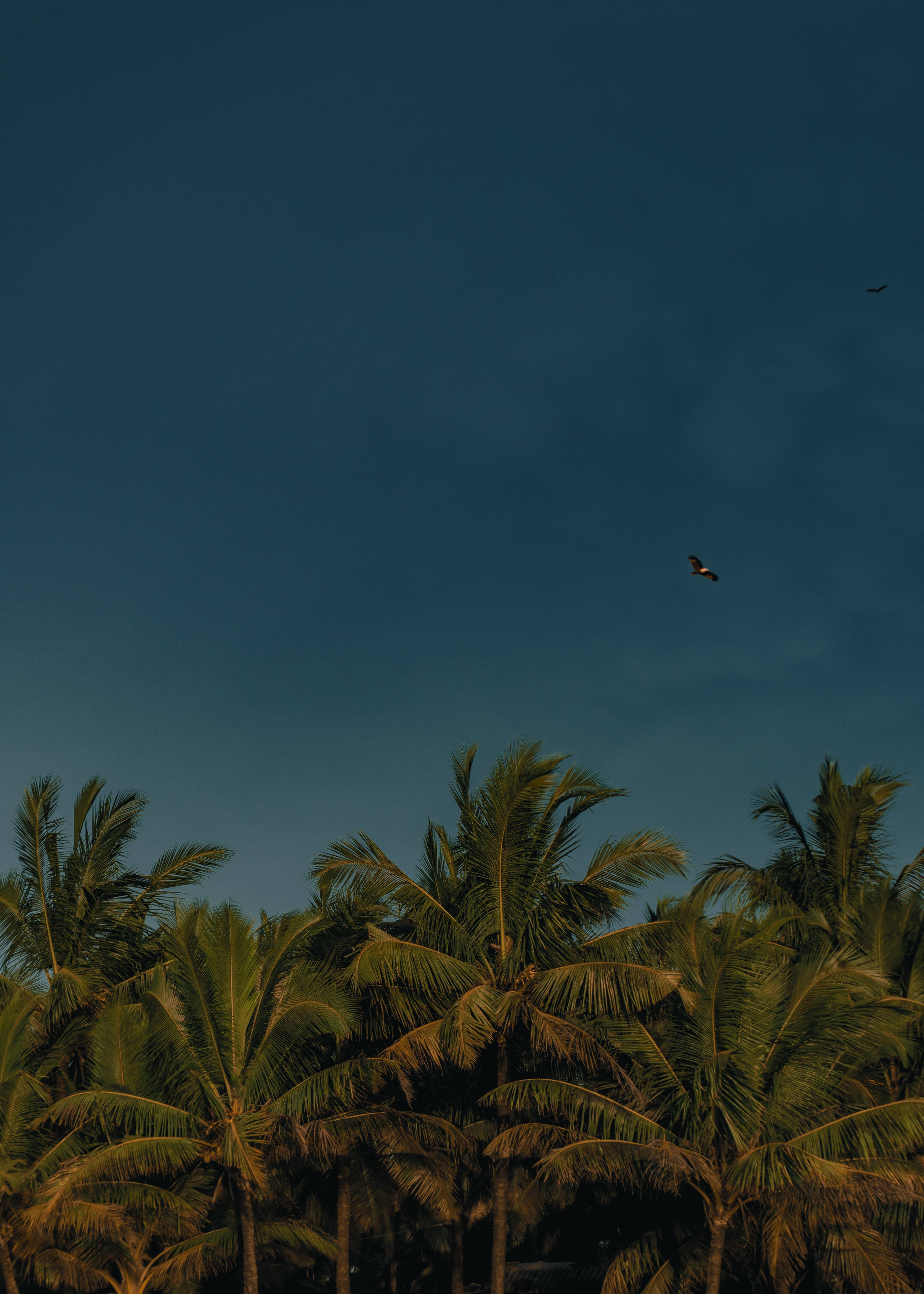 coconut trees, deep teal sky, twilight air, 5K Phone Wallpaper