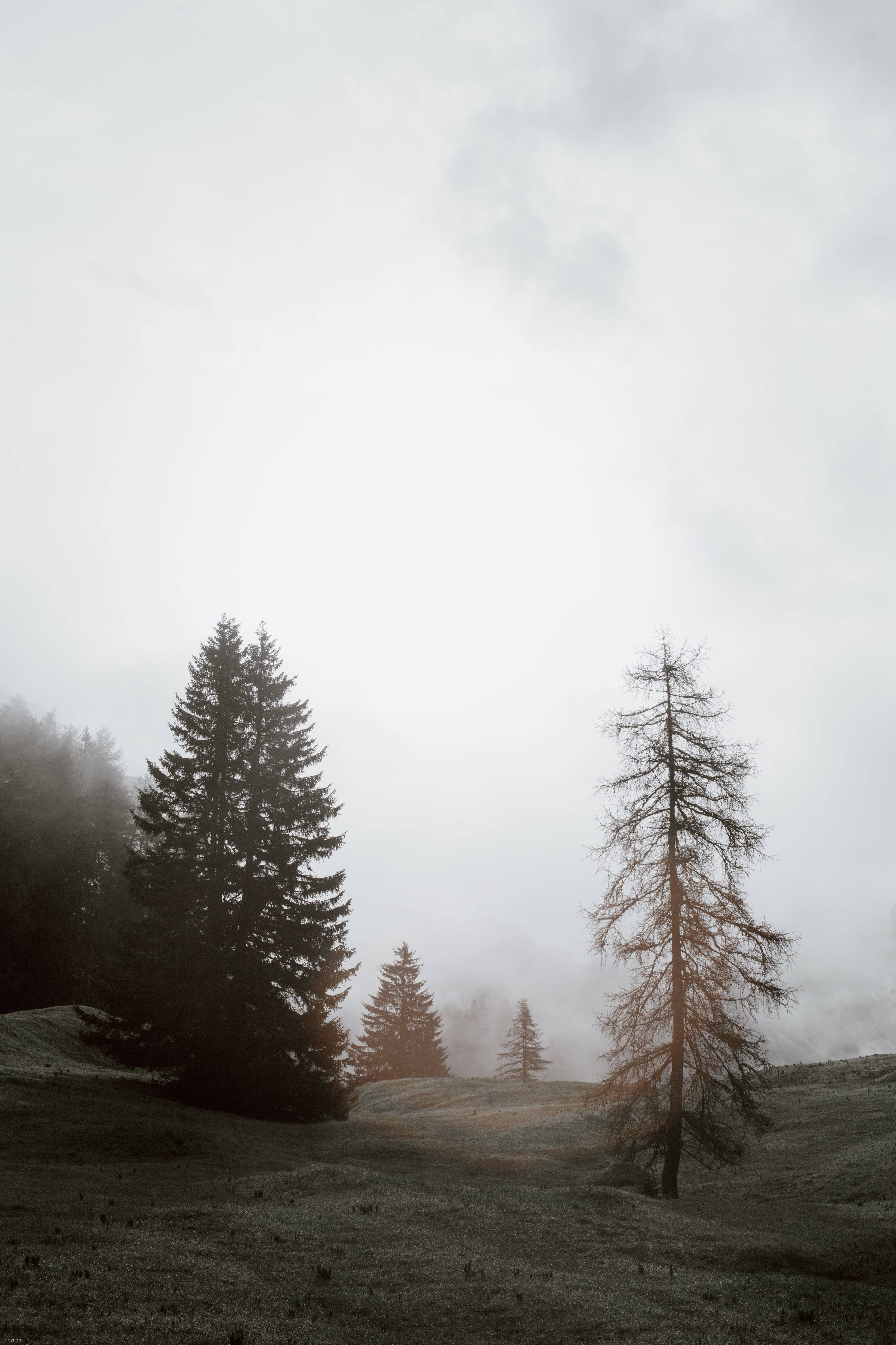 foggy forest, misty mountain slope, silhouetted evergreens, 5K Phone Wallpaper