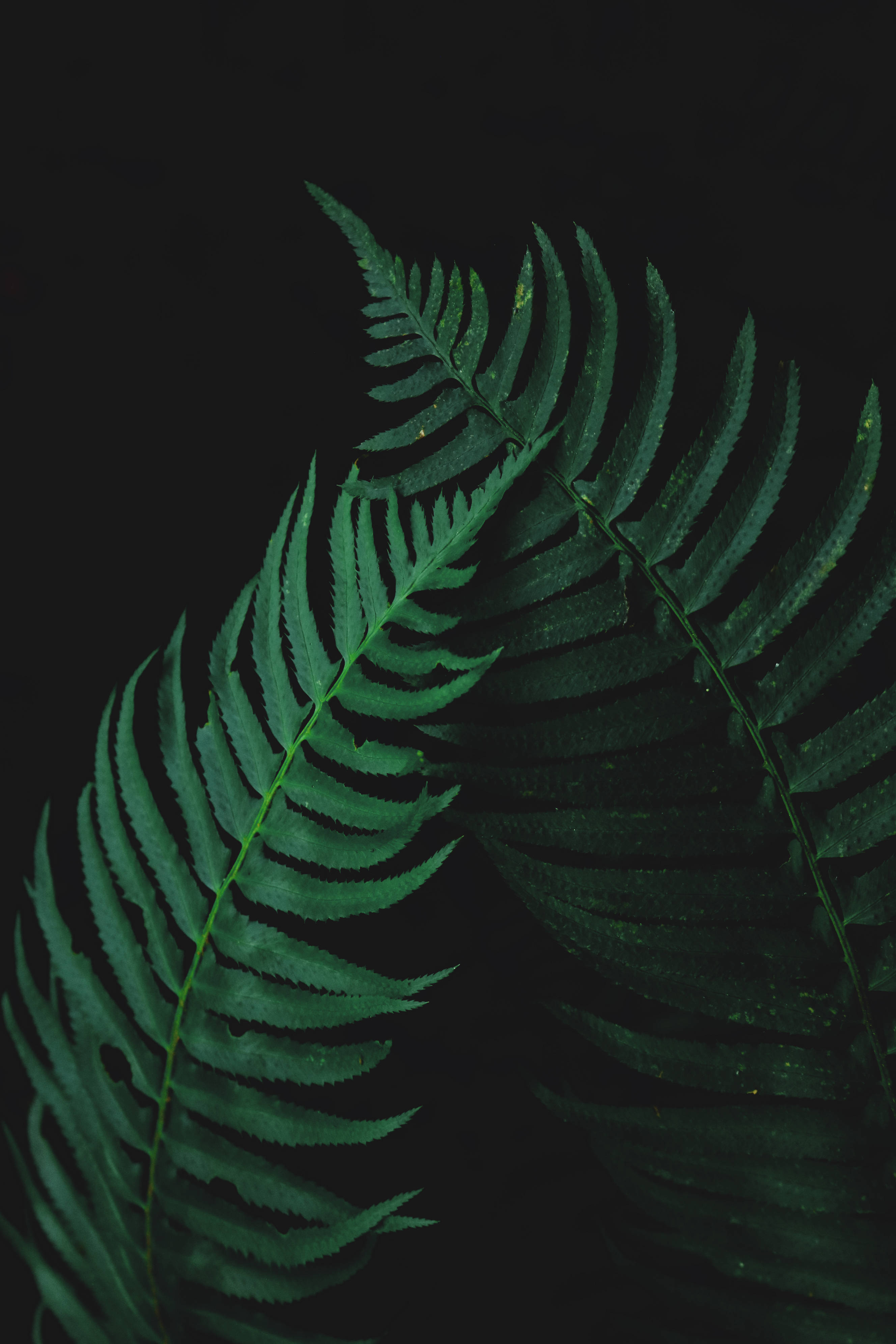 fern leaves, vibrant green, intricate leaflets, 4K Phone Wallpaper