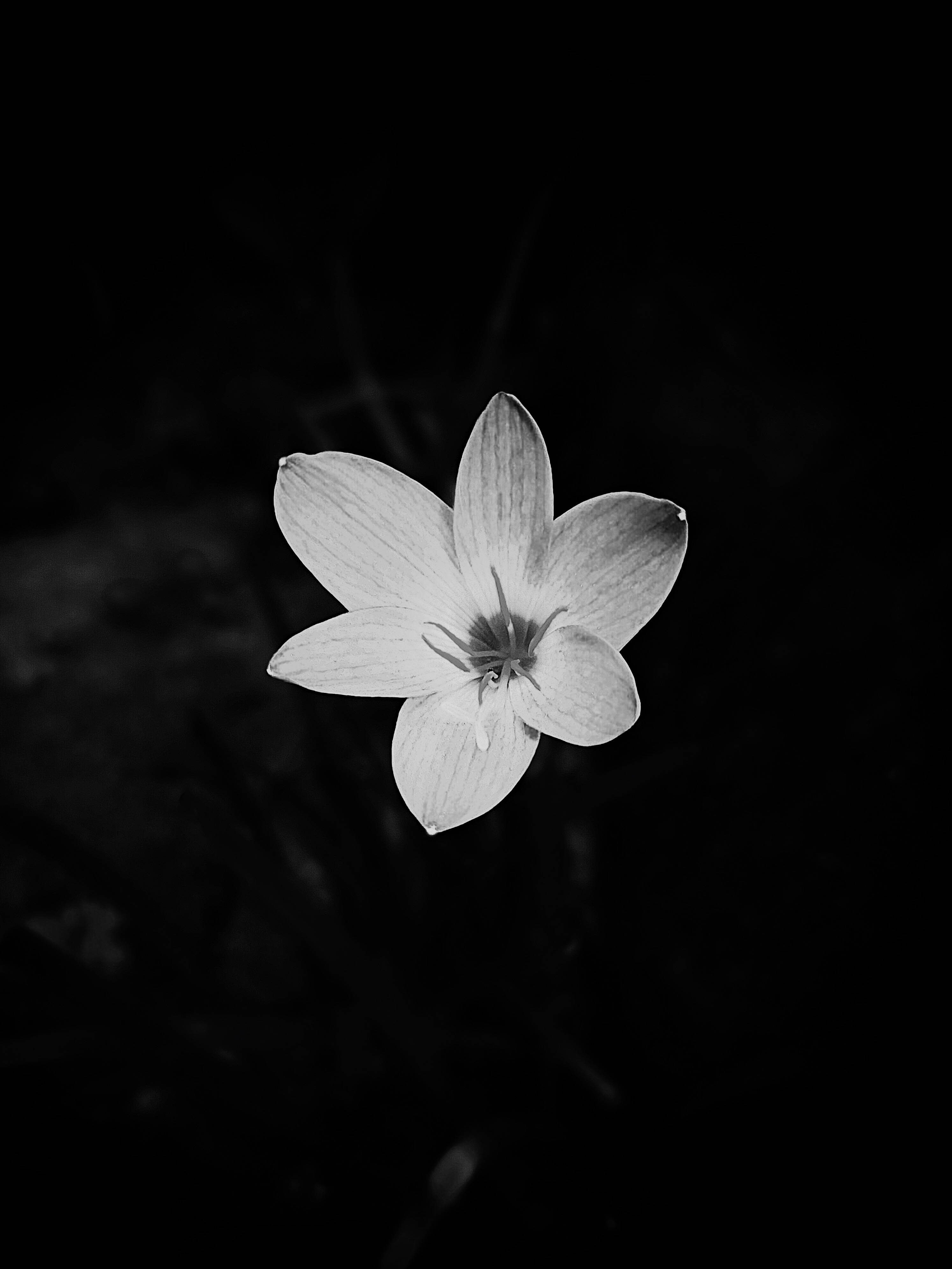black and white flower, single delicate white flower, deep dark background, 4K Phone Wallpaper