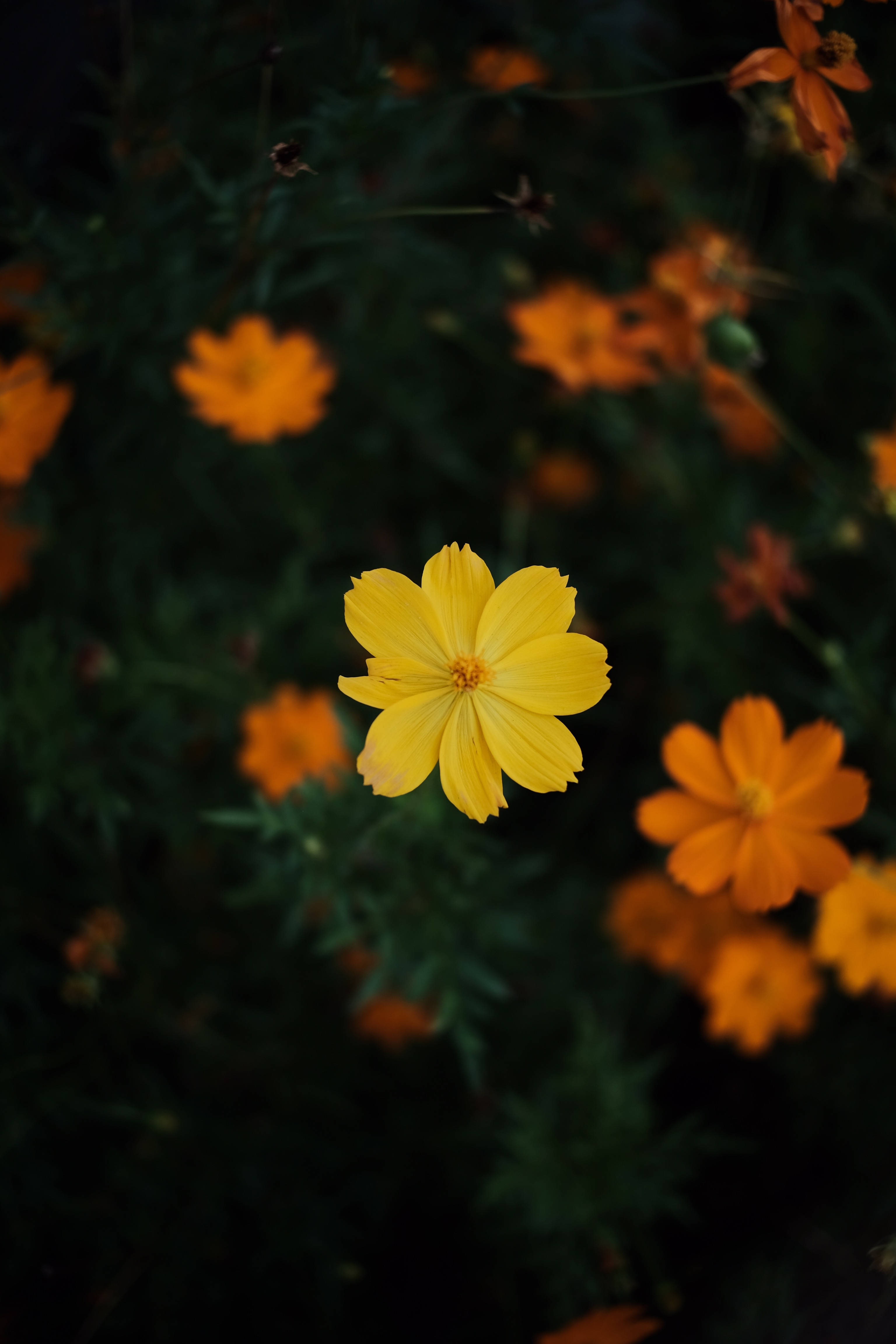 cosmos flowers, bright yellow, orange blooms, 4K Phone Wallpaper