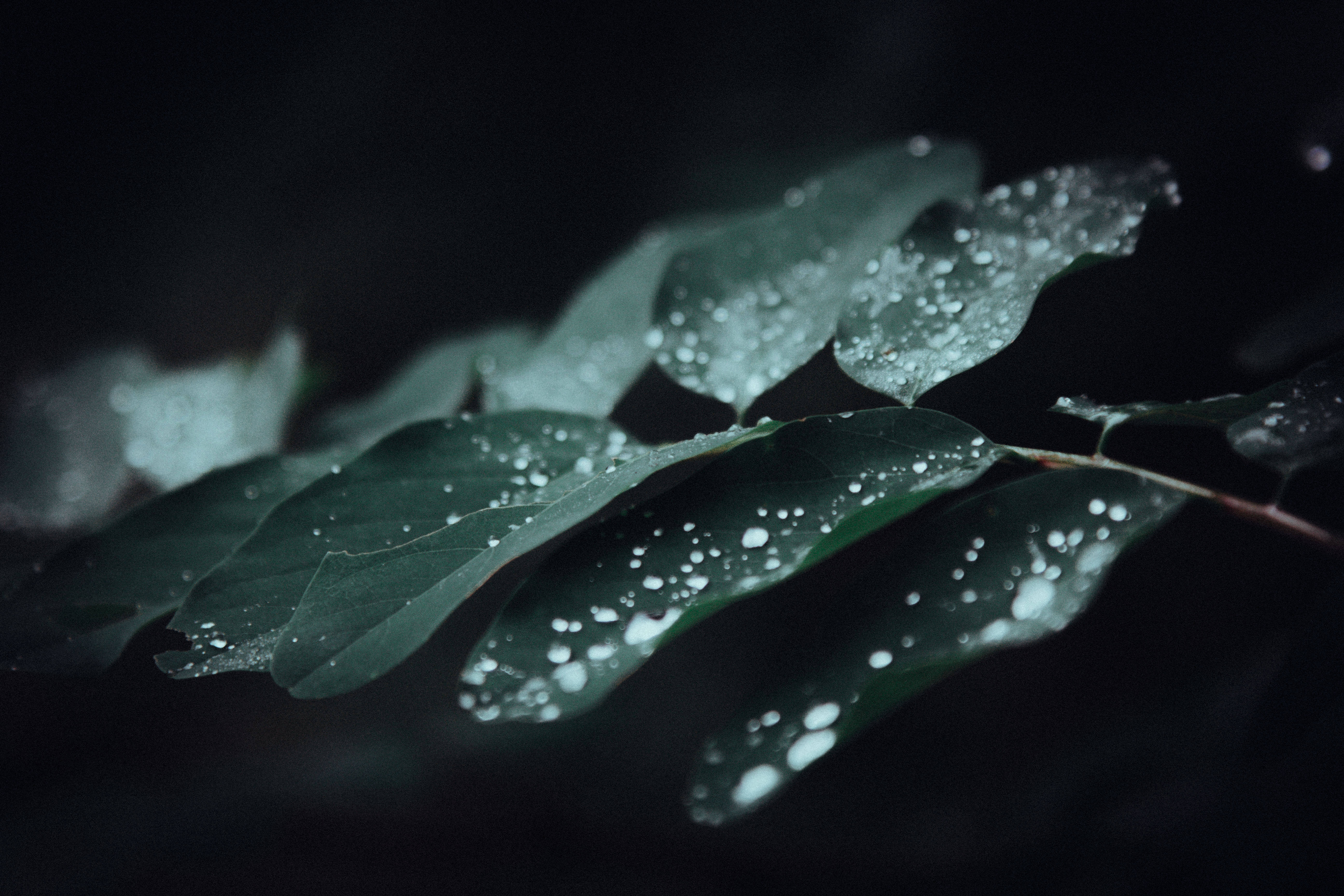 water droplets, dark green leaves, black background, 5K Desktop Wallpaper