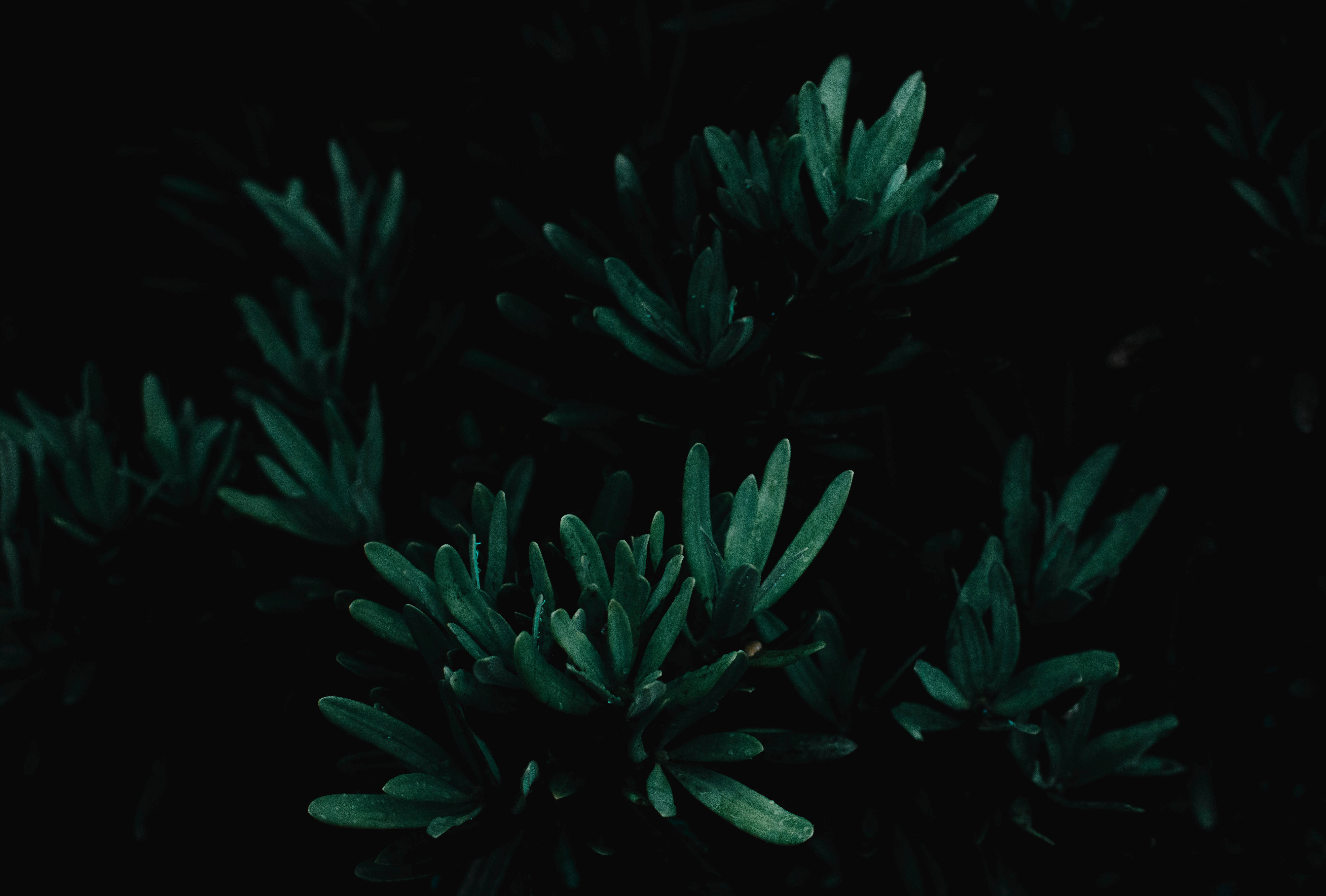 dark teal, succulent leaves, pitch black background, 5K Desktop Wallpaper