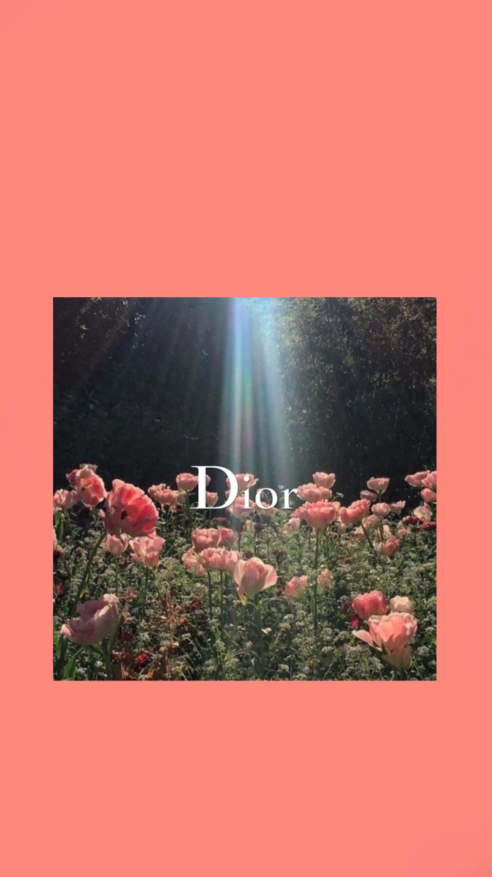 Dior, pink roses, sunlight beams, HD Phone Wallpaper